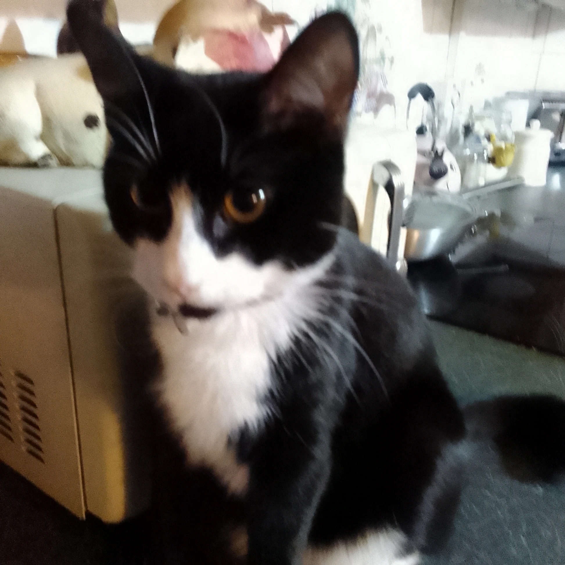 Minxy - Northbrook Road, London