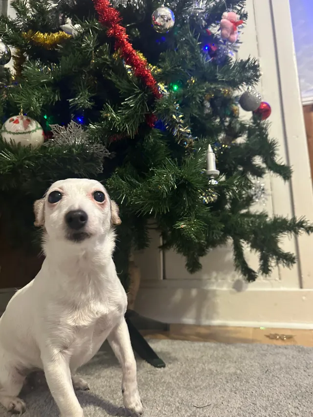 Molly  - Wales Farm Road, London