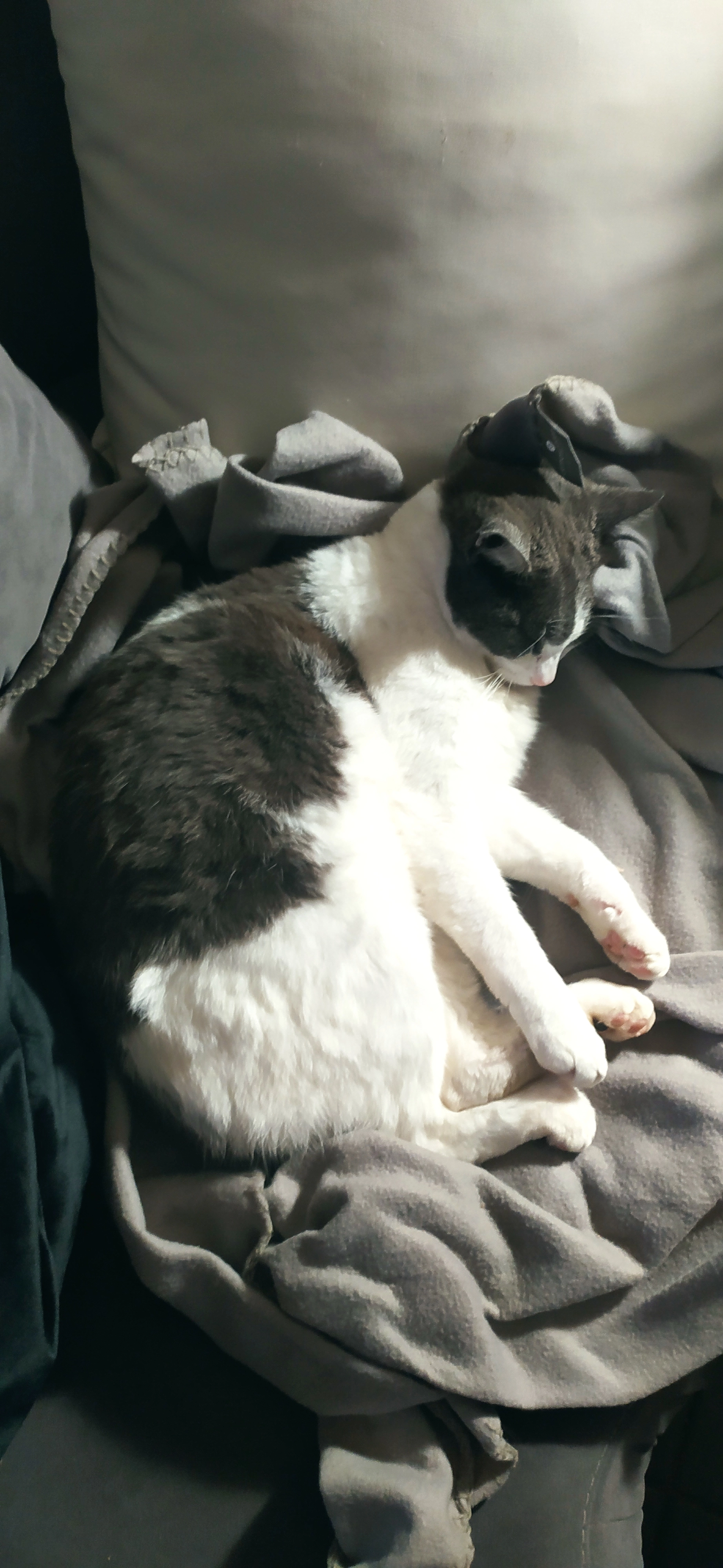 Grisby - Rue du Cotis, Cherbourg-en-Cotentin