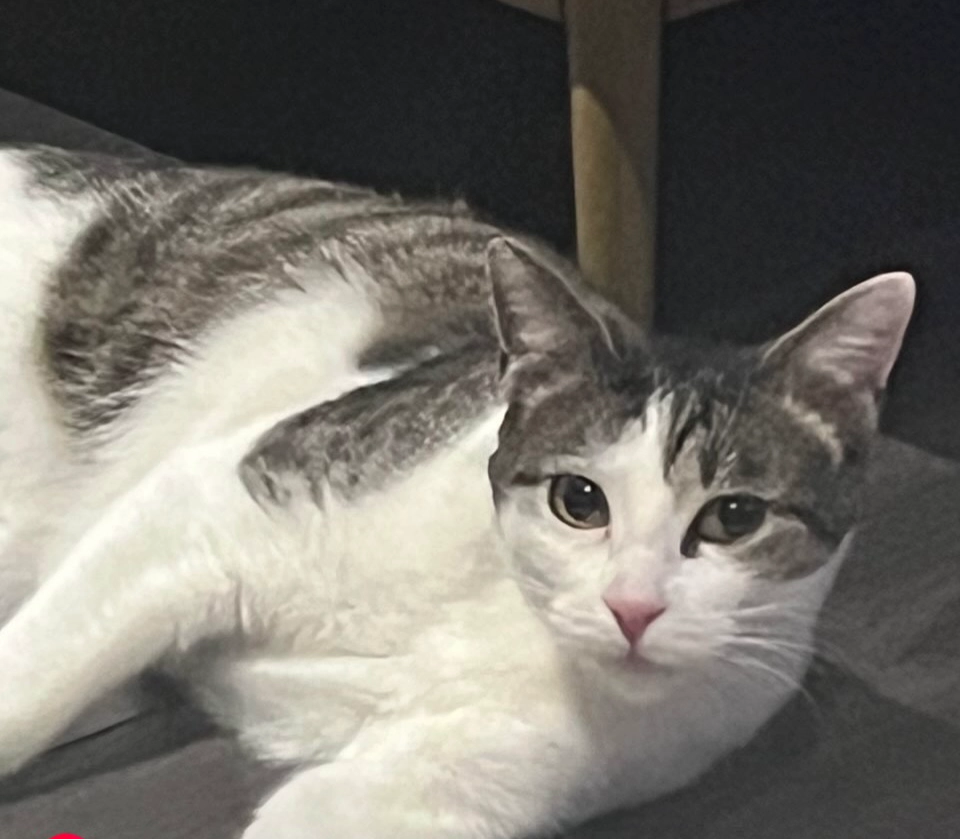 Khovu - 100 Rue Armand Dutreix, Limoges