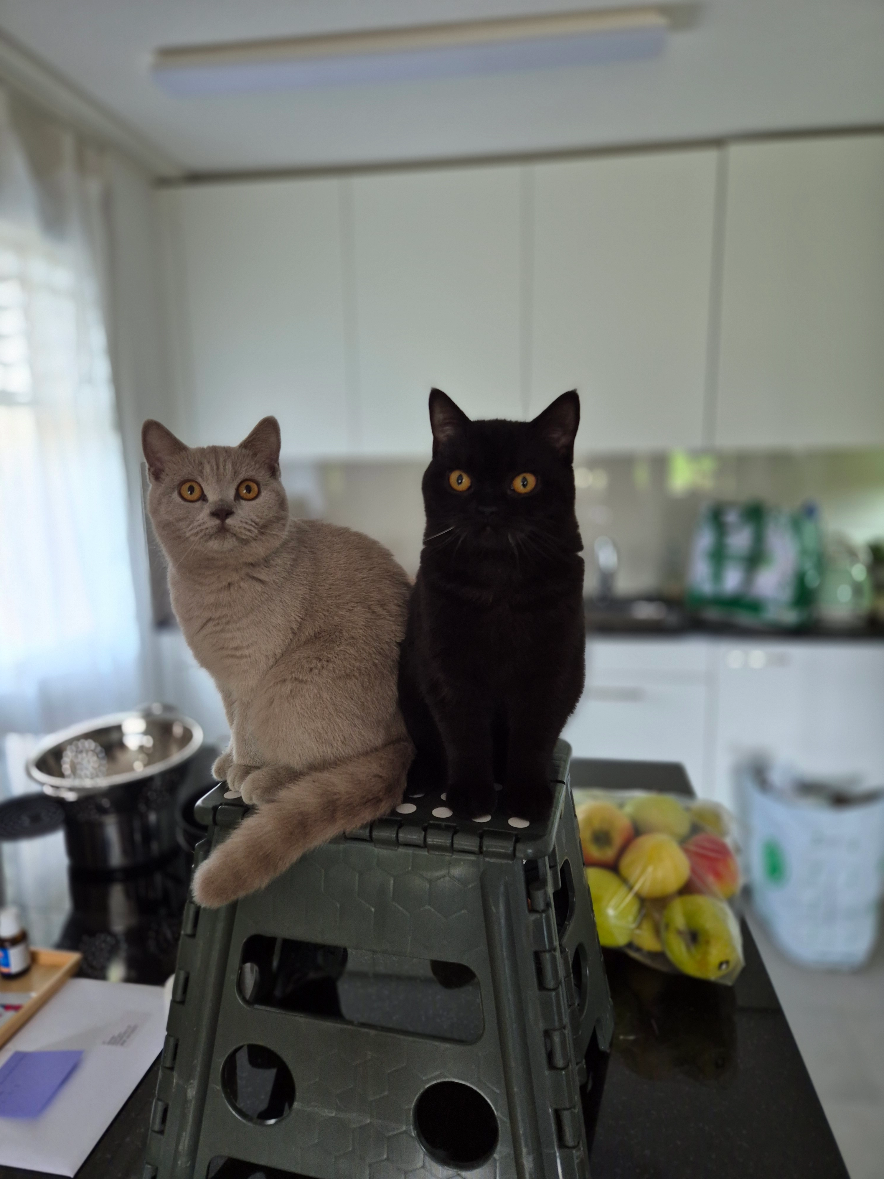 Simba und Nala - Kreuzmatte, Signau