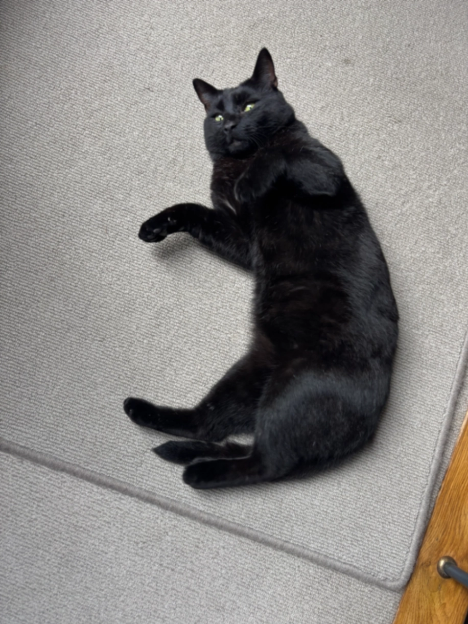 Black Puss - Novello Street, London