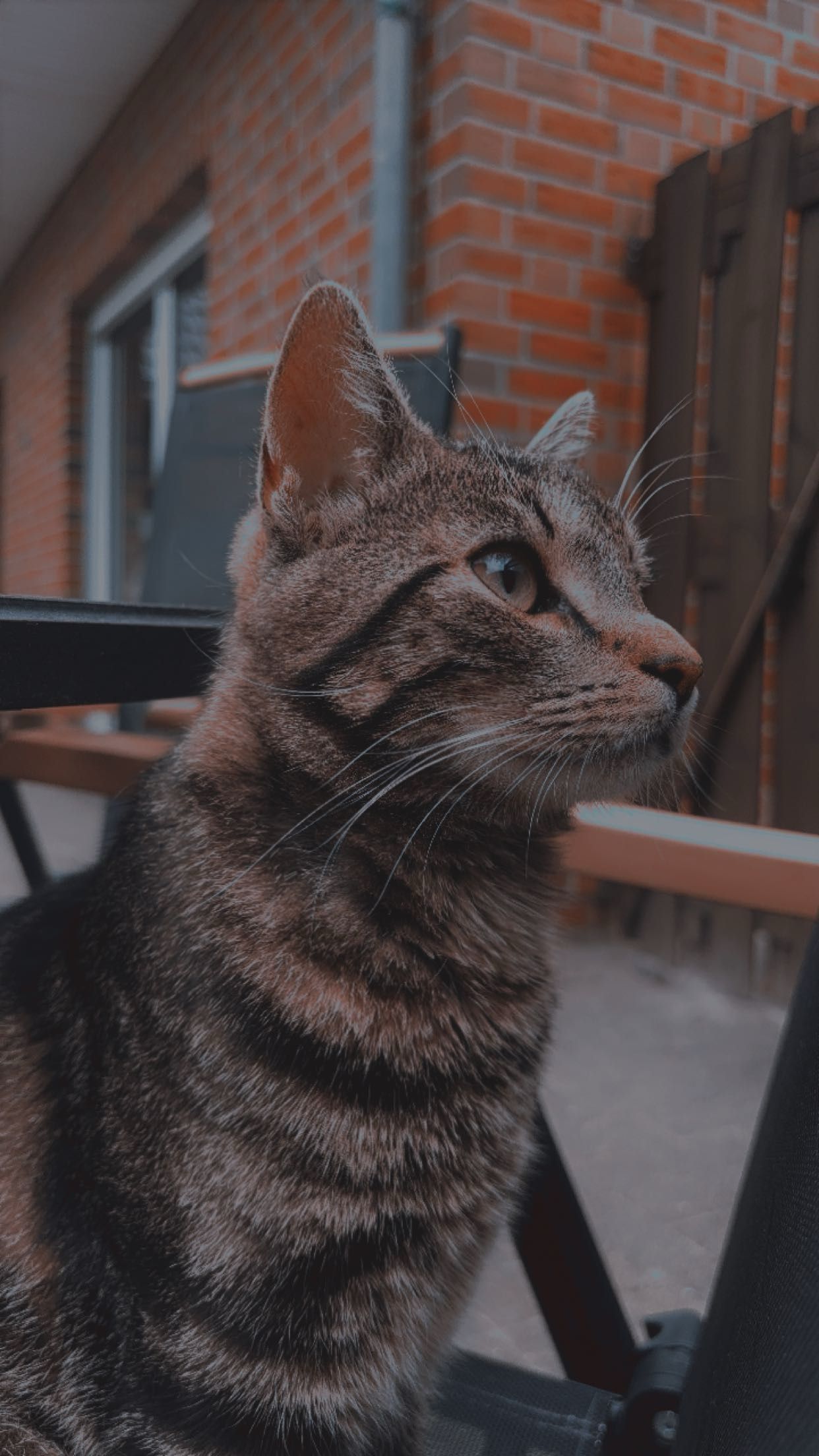 Simba  - Fehntjer Straße, Westoverledingen