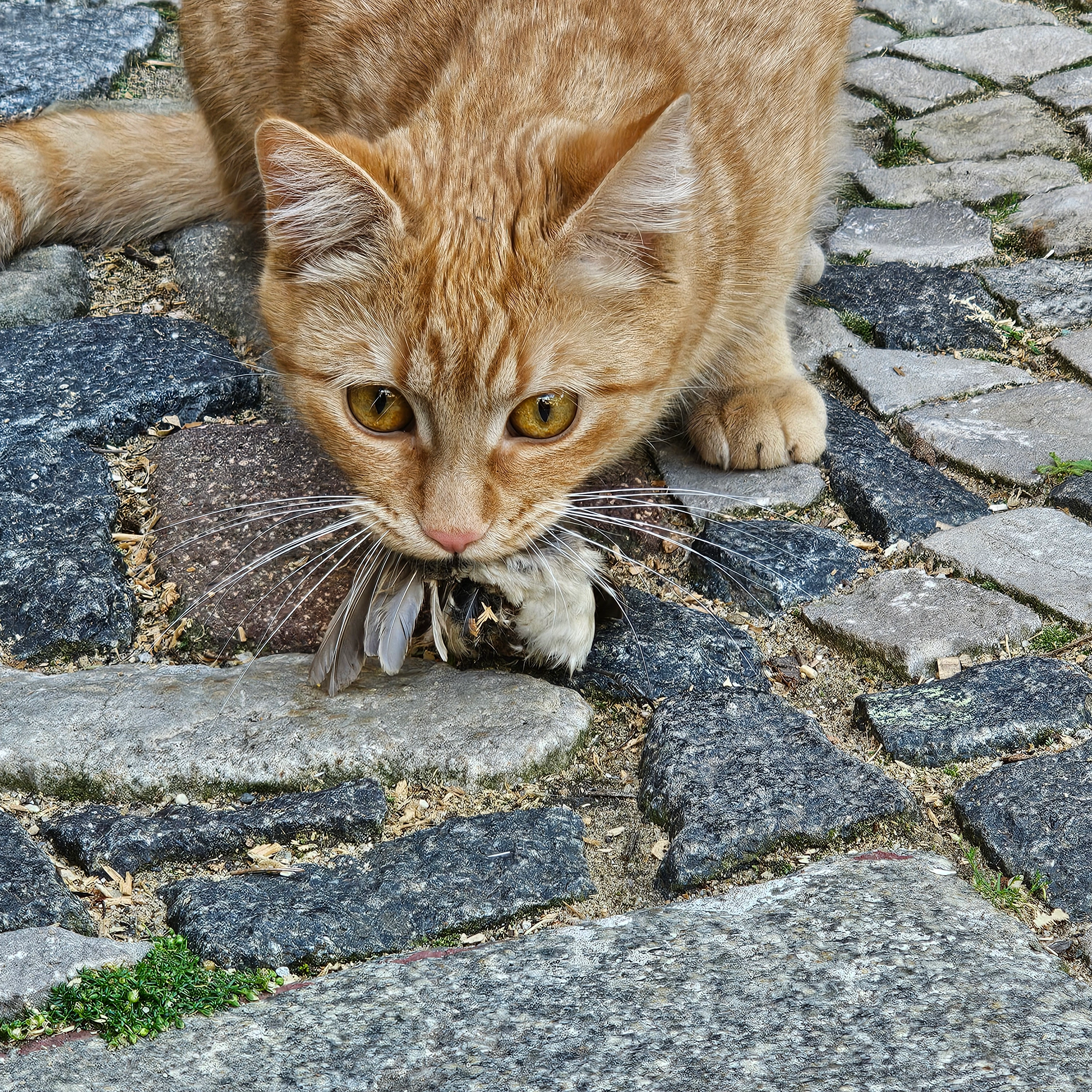 Yondu - Platz der Einheit, Halle