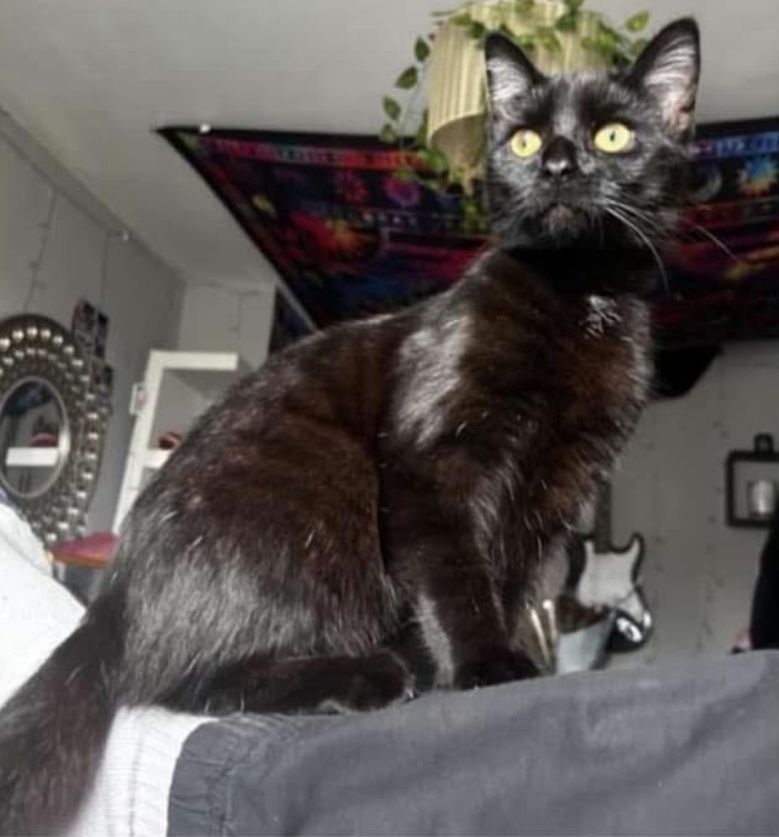 mavis - Port Talbot Place, Swansea