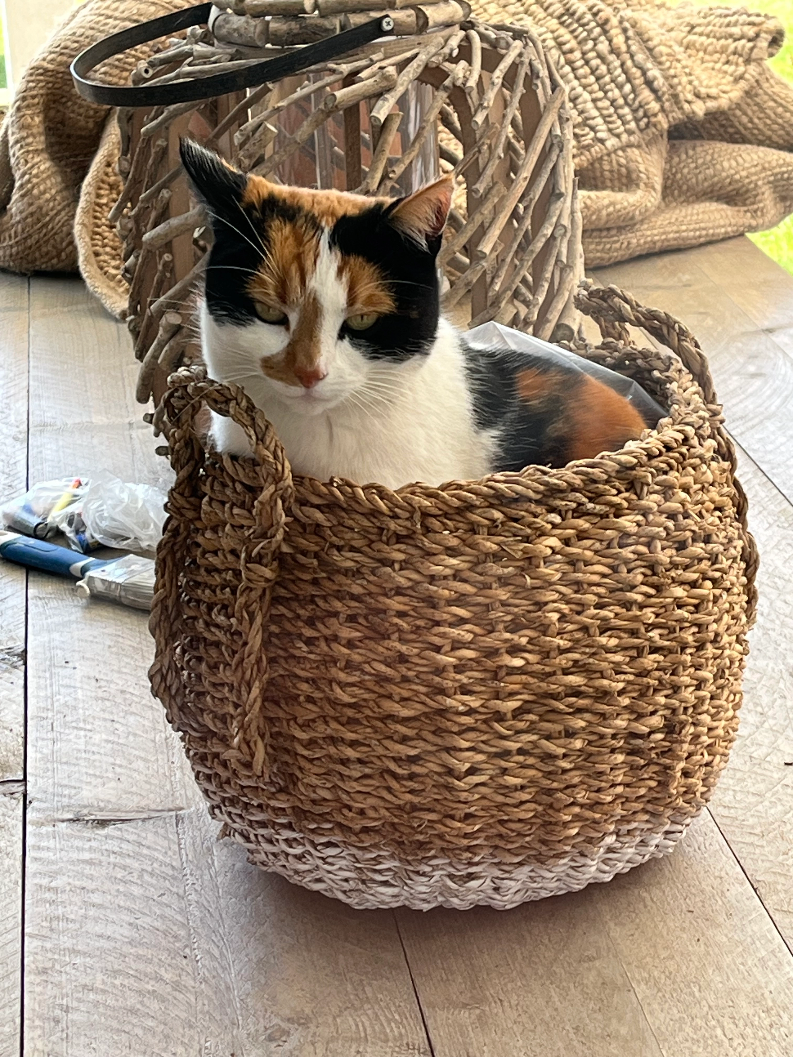 Tijger - Bûtewei, Ureterp