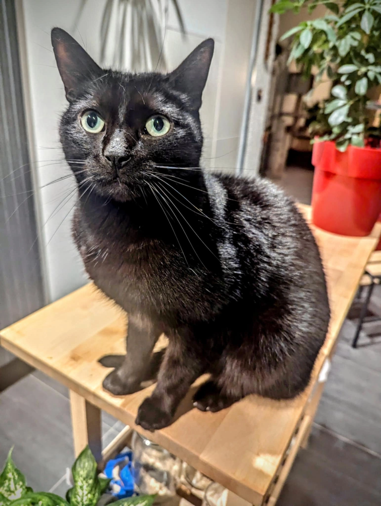 Hidden  - 43 Rue d'Elbeuf, Tourcoing