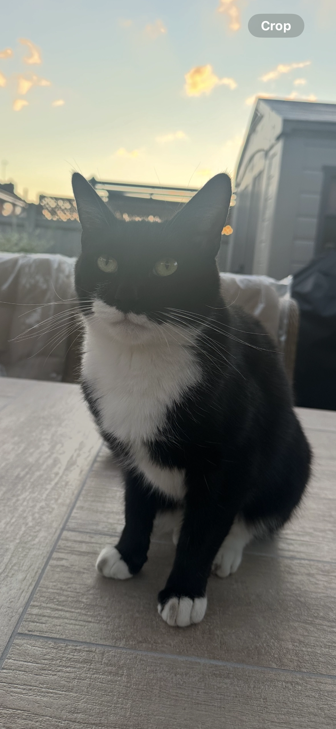 Freddie - Lord Hill Gardens, Droitwich