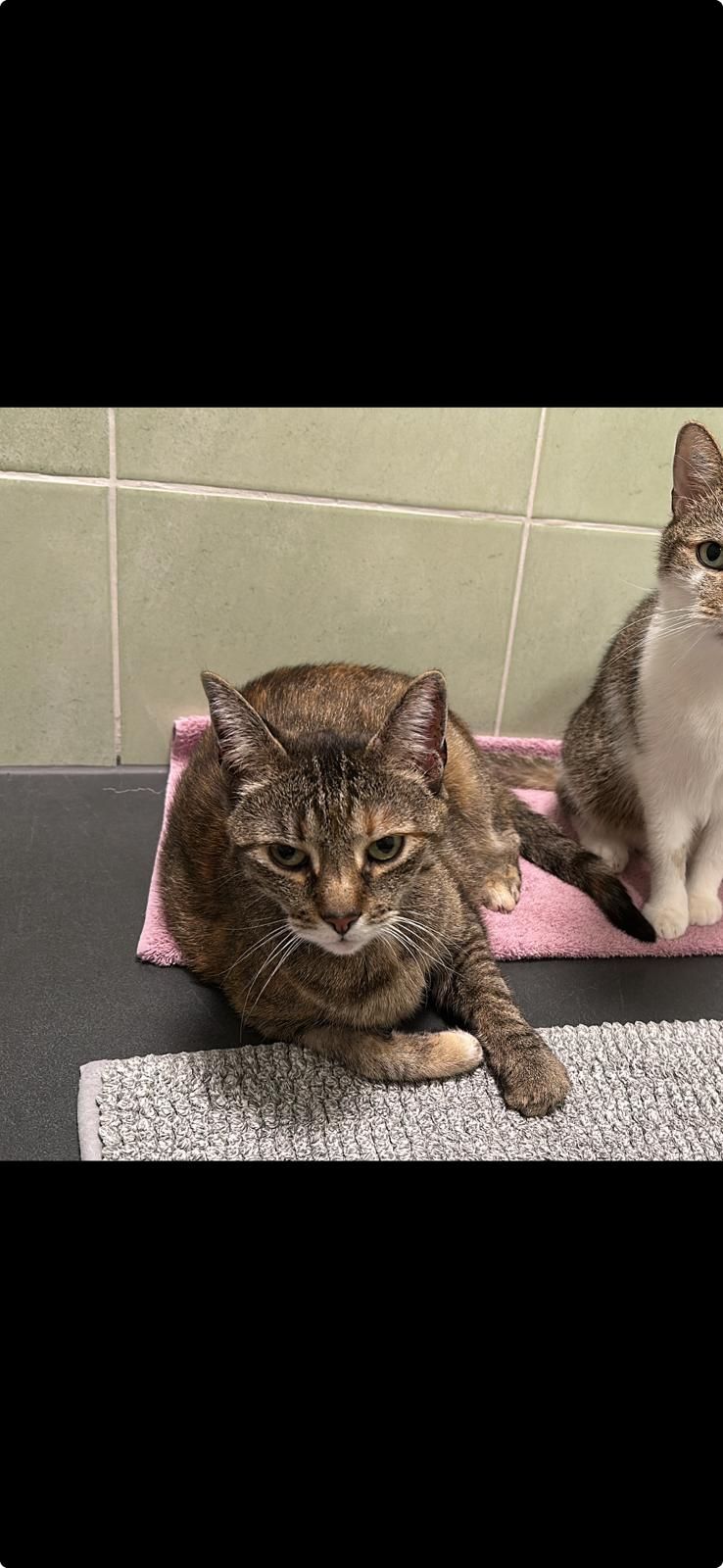 Fine - Droste-Hülshoff-Allee, Bad Lippspringe