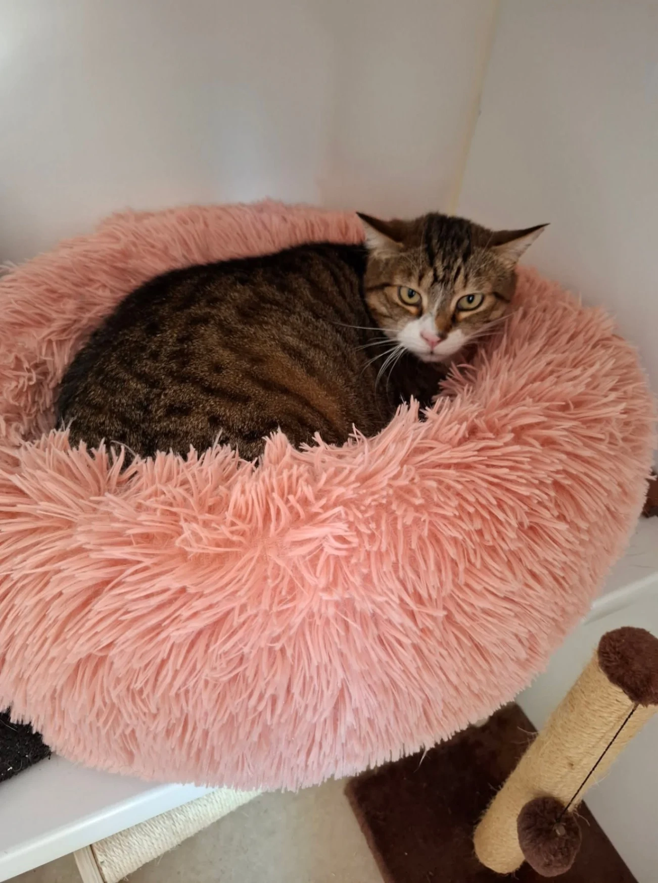 Willow - Cranmore View, Frome