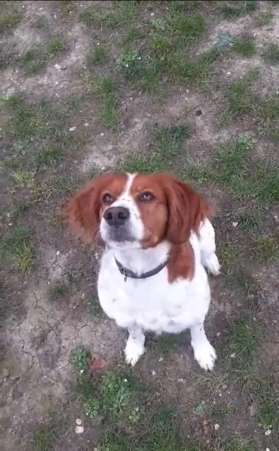 Roxane  - Avenue Du Général Giraud, Dinard