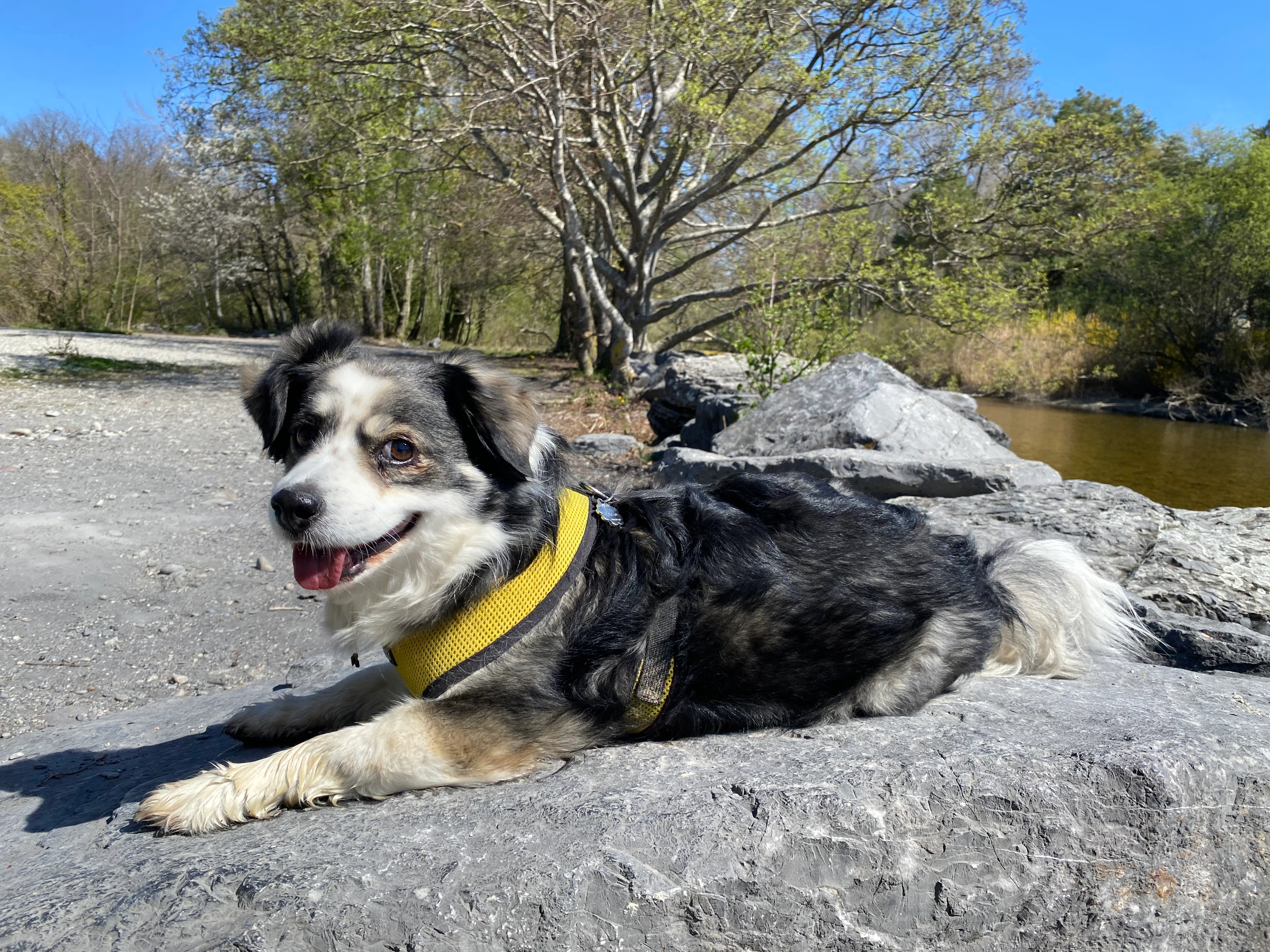 Teddy - Chemin des Abbesses 18, Lonay