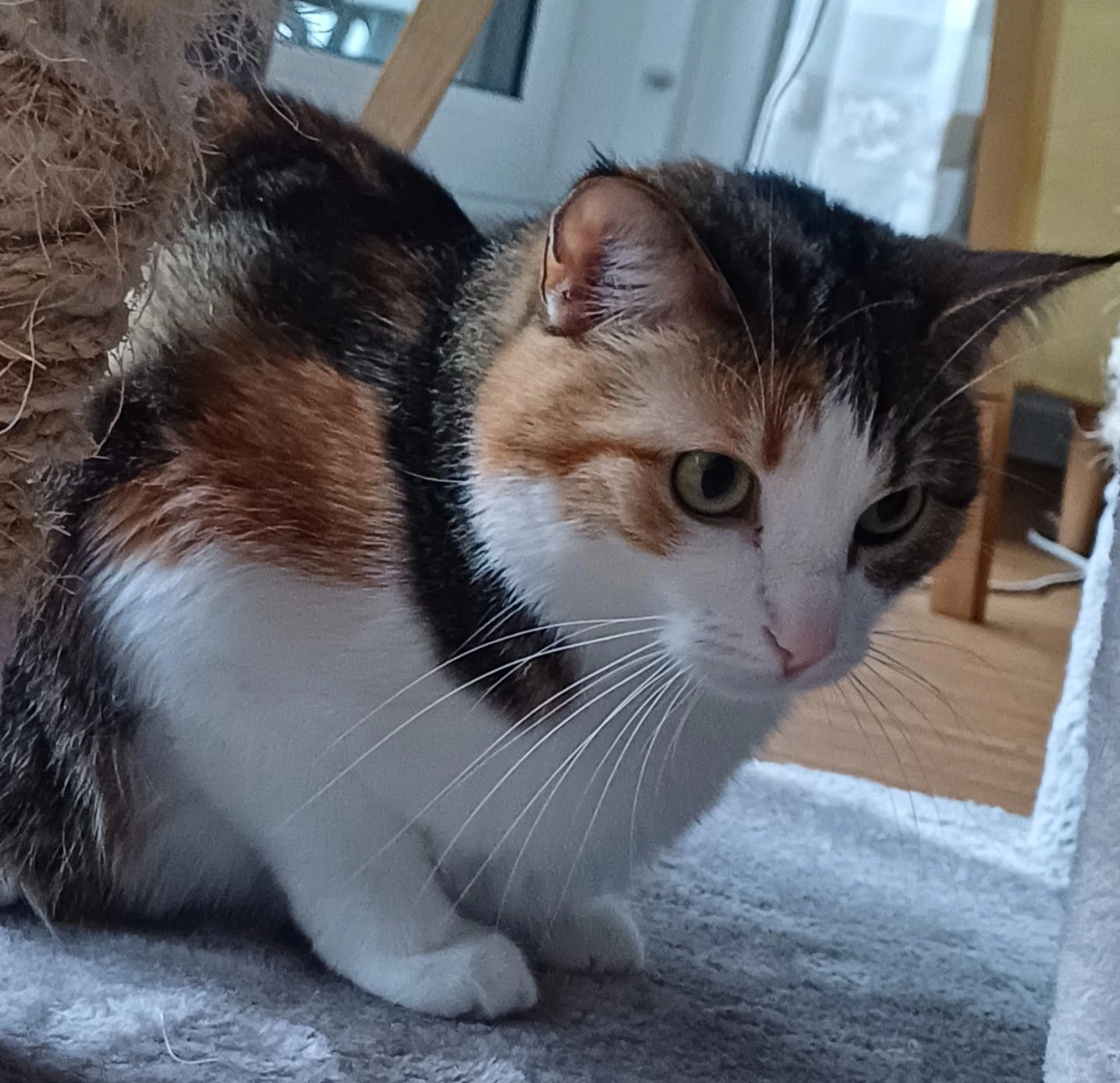 Luzie  - St. Georgen Straße, 94060 Pocking