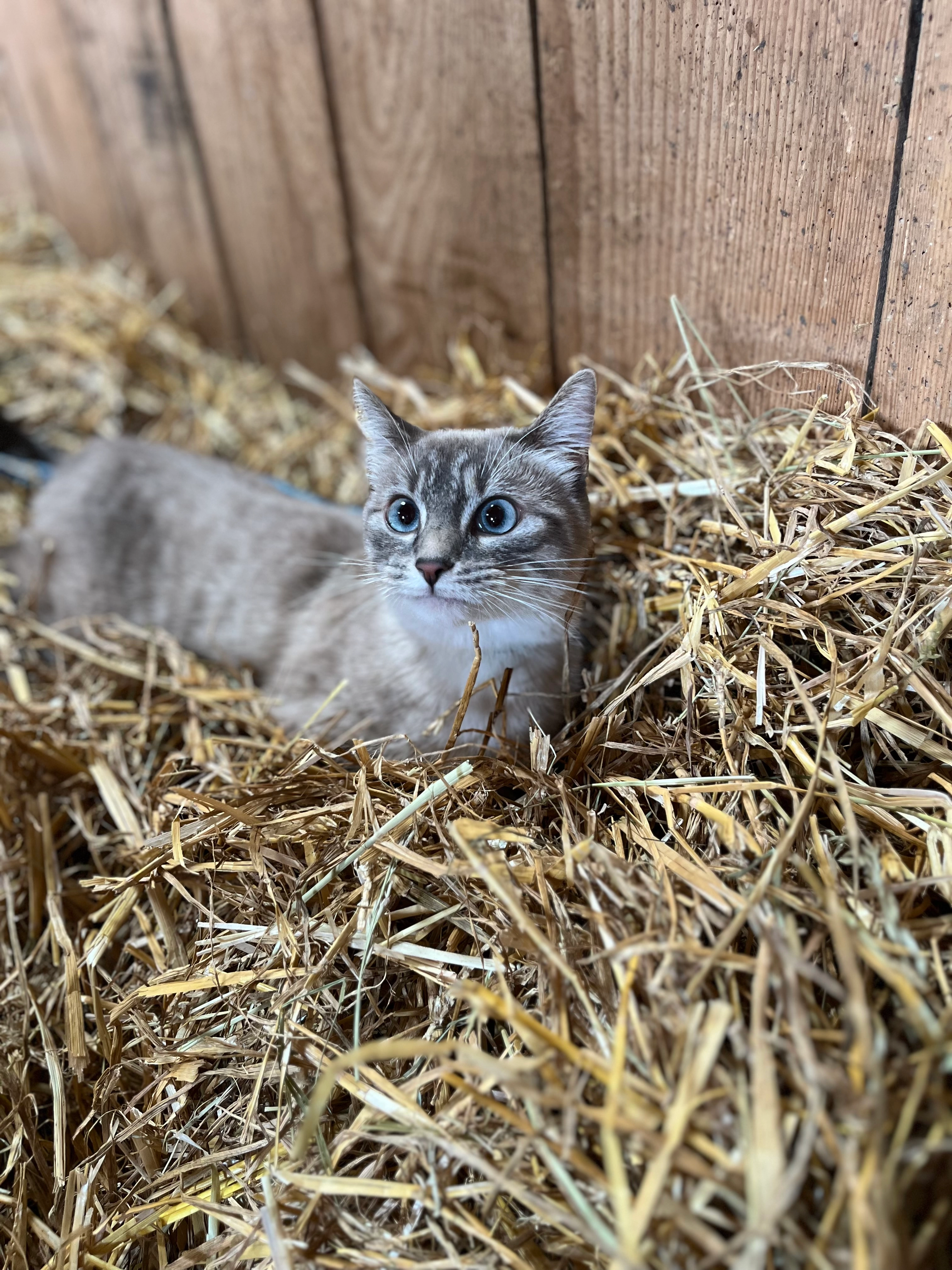Skyle - Rue des Curtilles, Bocquegney