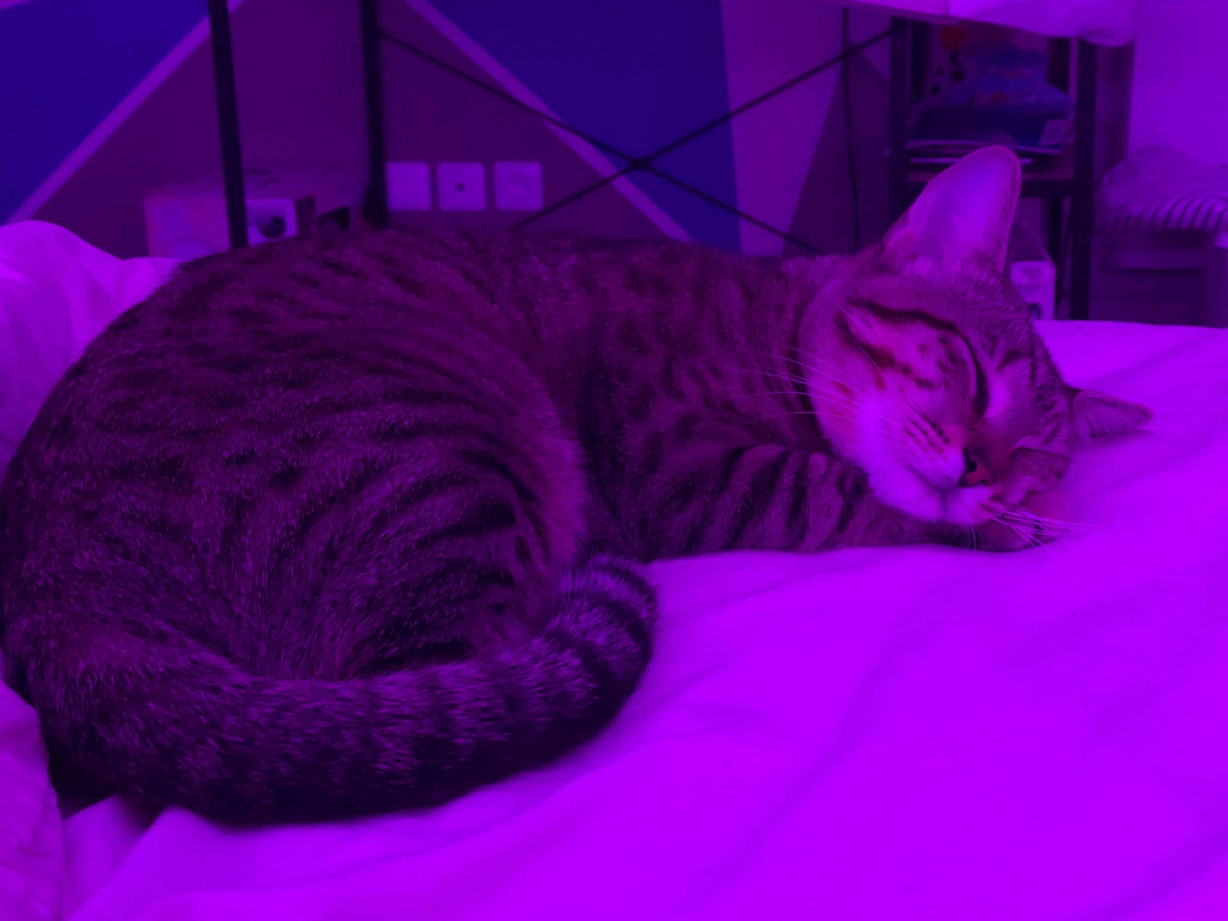 Aslan - Rue du stade , Monthodon