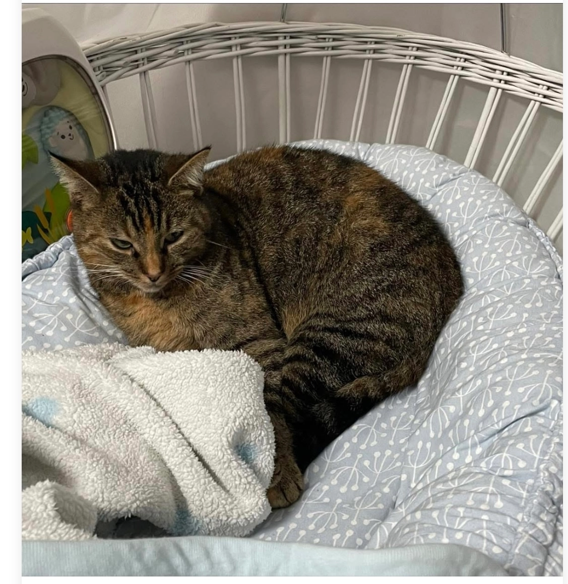 Tiger  - Parkstraße 14, Uetersen