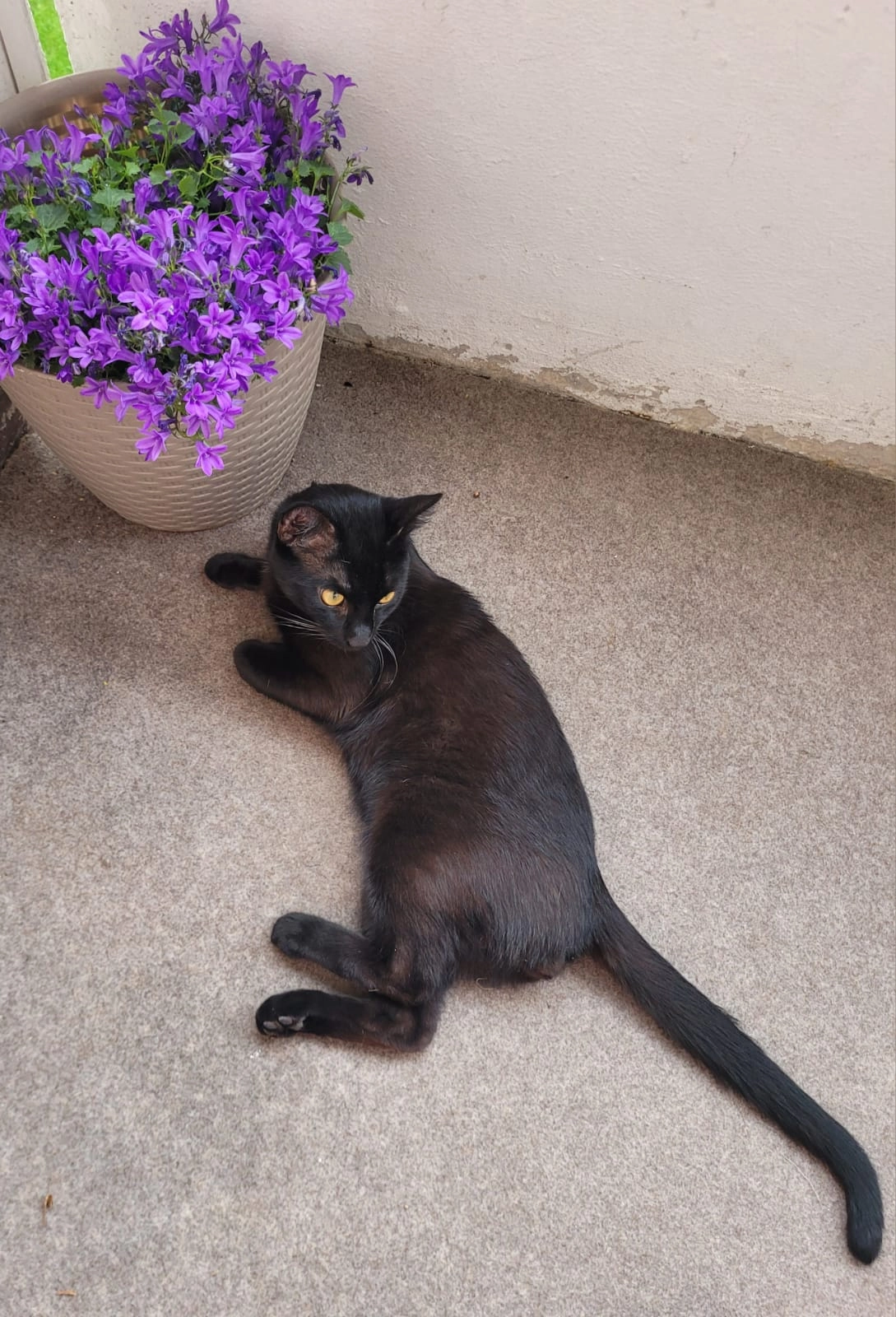 Simbo - Dithmarscher Straße, Neumünster