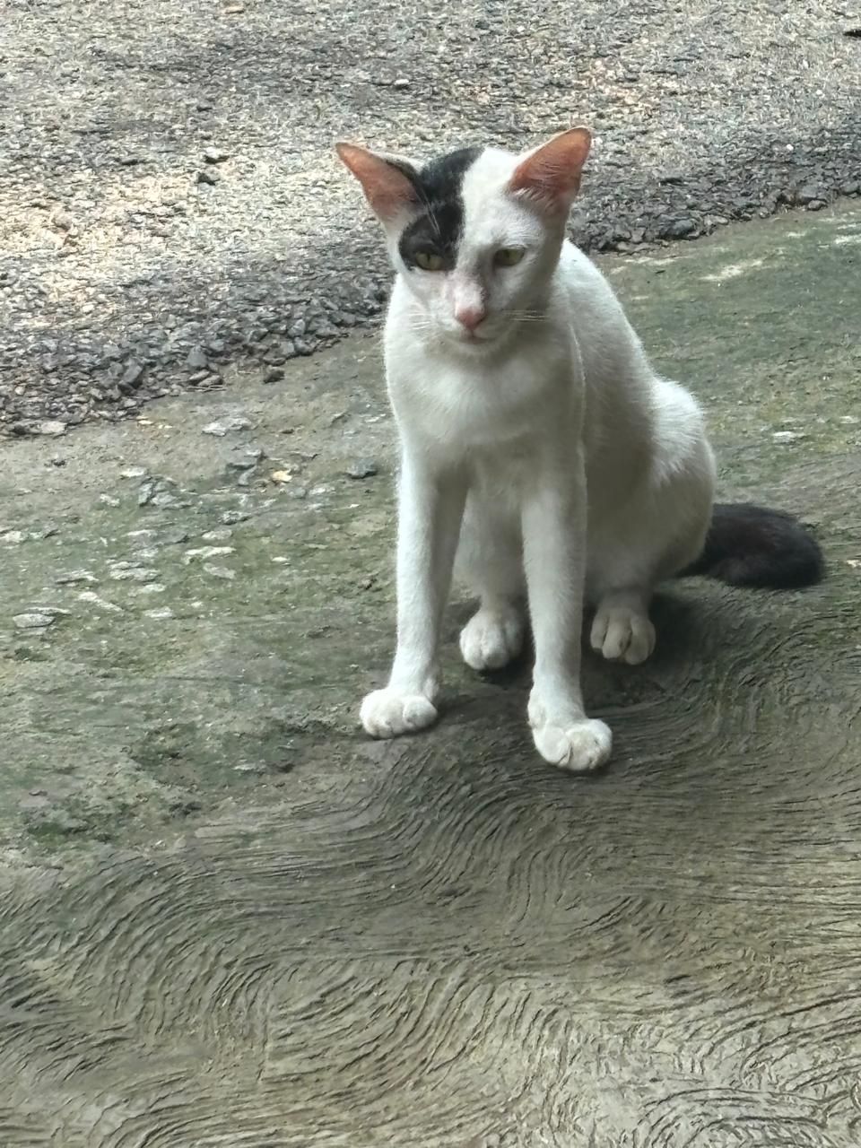 lucy - Kokkala, Thrissur