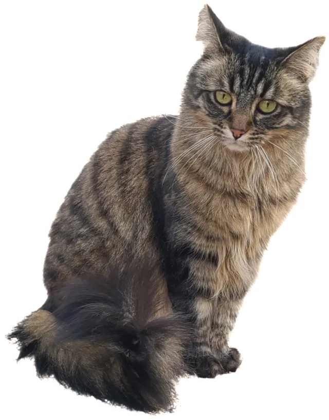 Farrah - North Dysart Road, Surprise