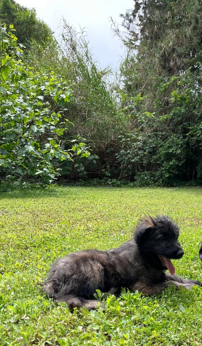 Atos  - Route des Baux, Maillane