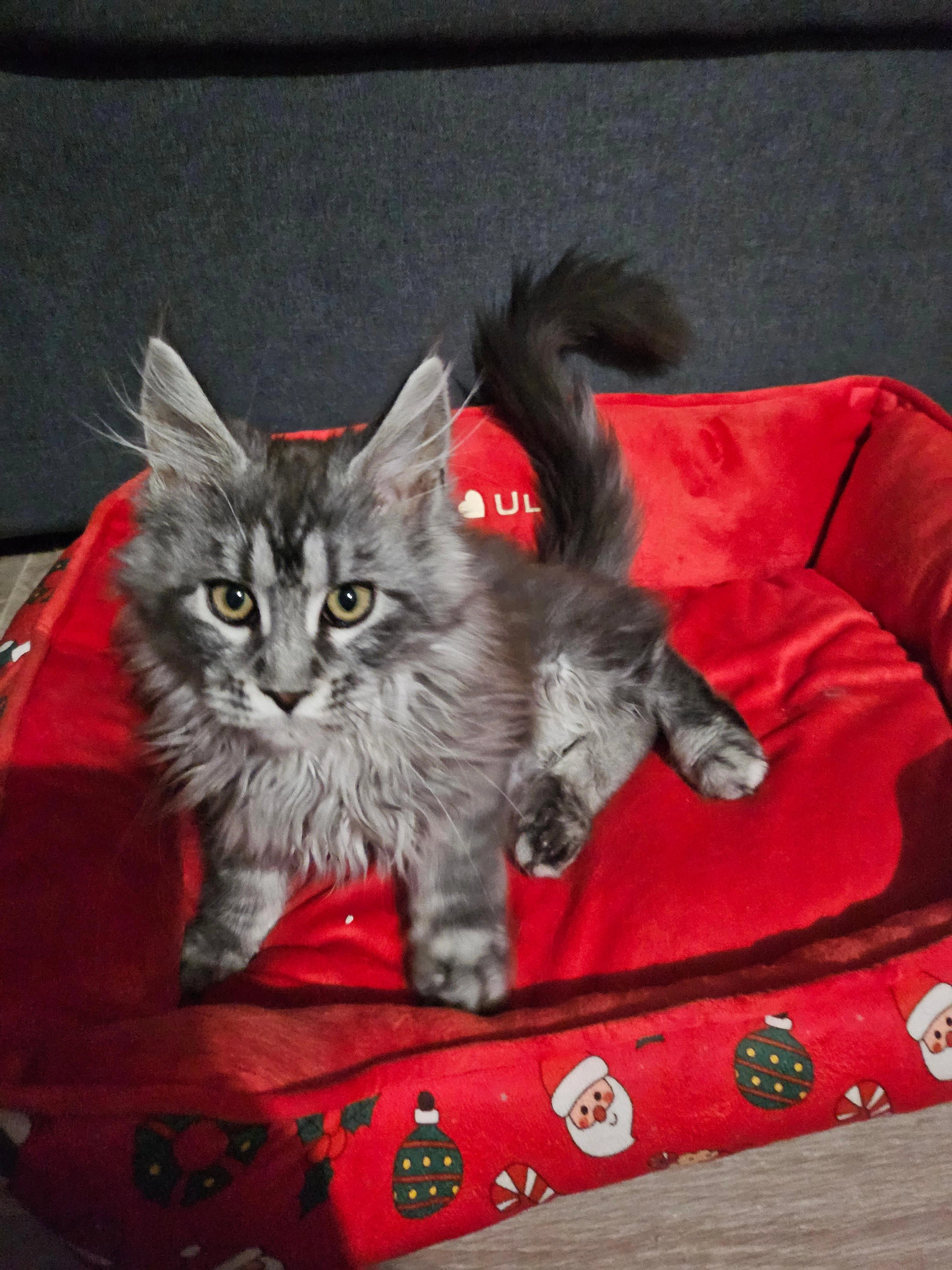 Ultia - Rue du Grand Camp, Orchies