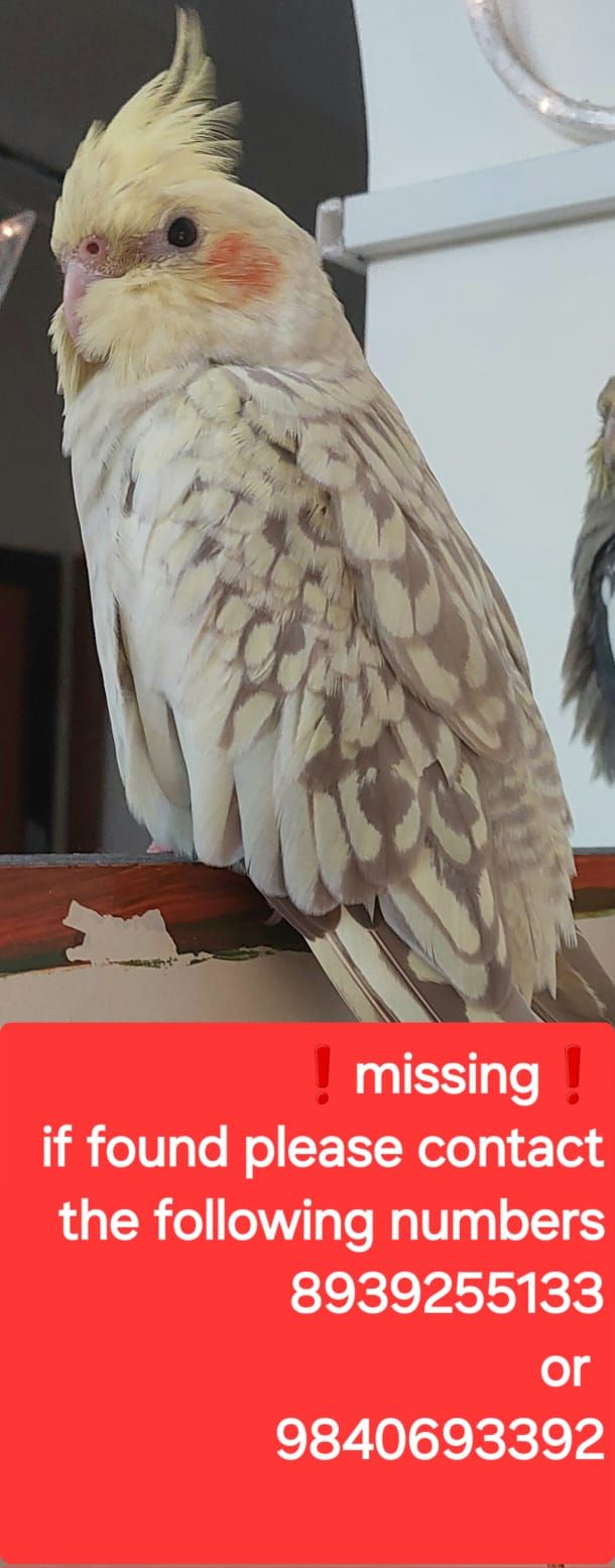 Coco - Manamai - Kunnathur Road, Tirukalukundram