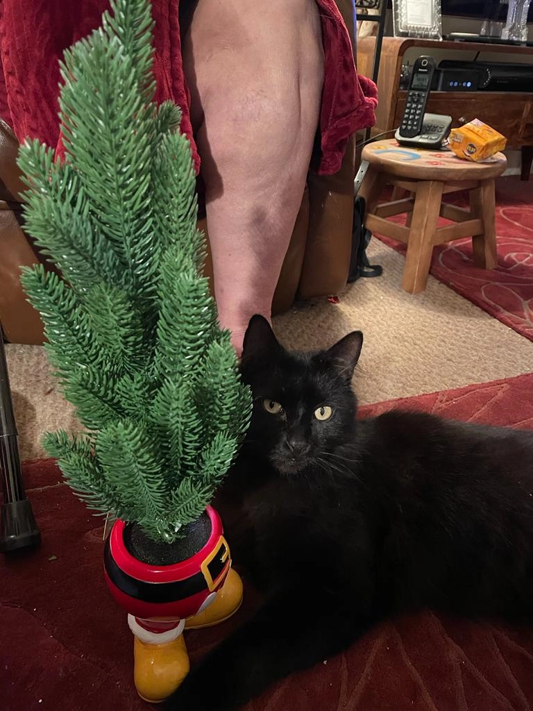 Lucky  - Celyn Avenue, Caerphilly