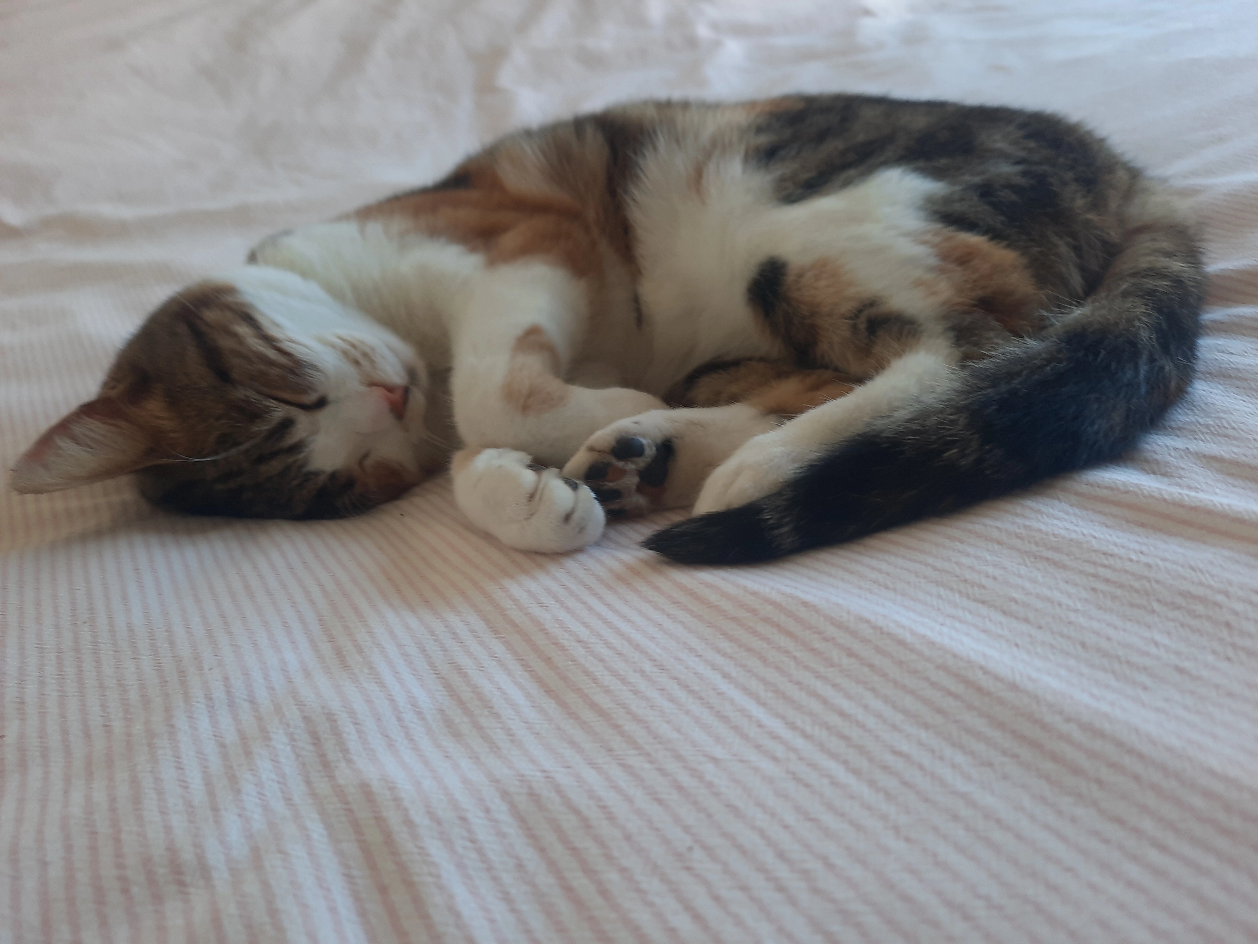 Mimi - 23 Rue des Cigales, La Crau