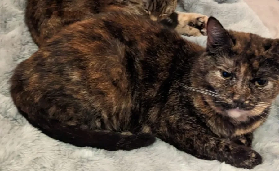 Tina - BD1 2, Bradford