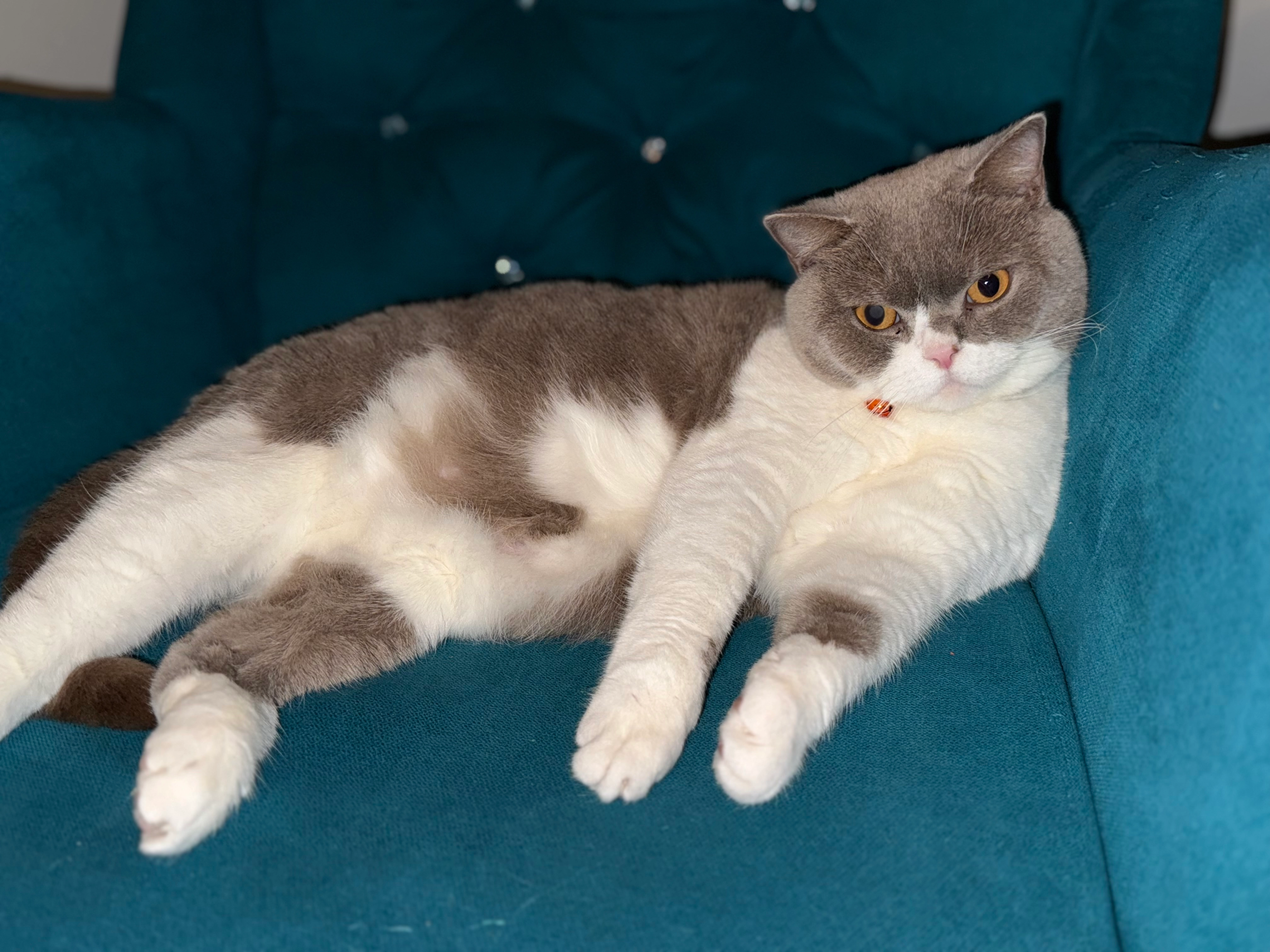 Nugat - Pennygate Gardens, Spalding