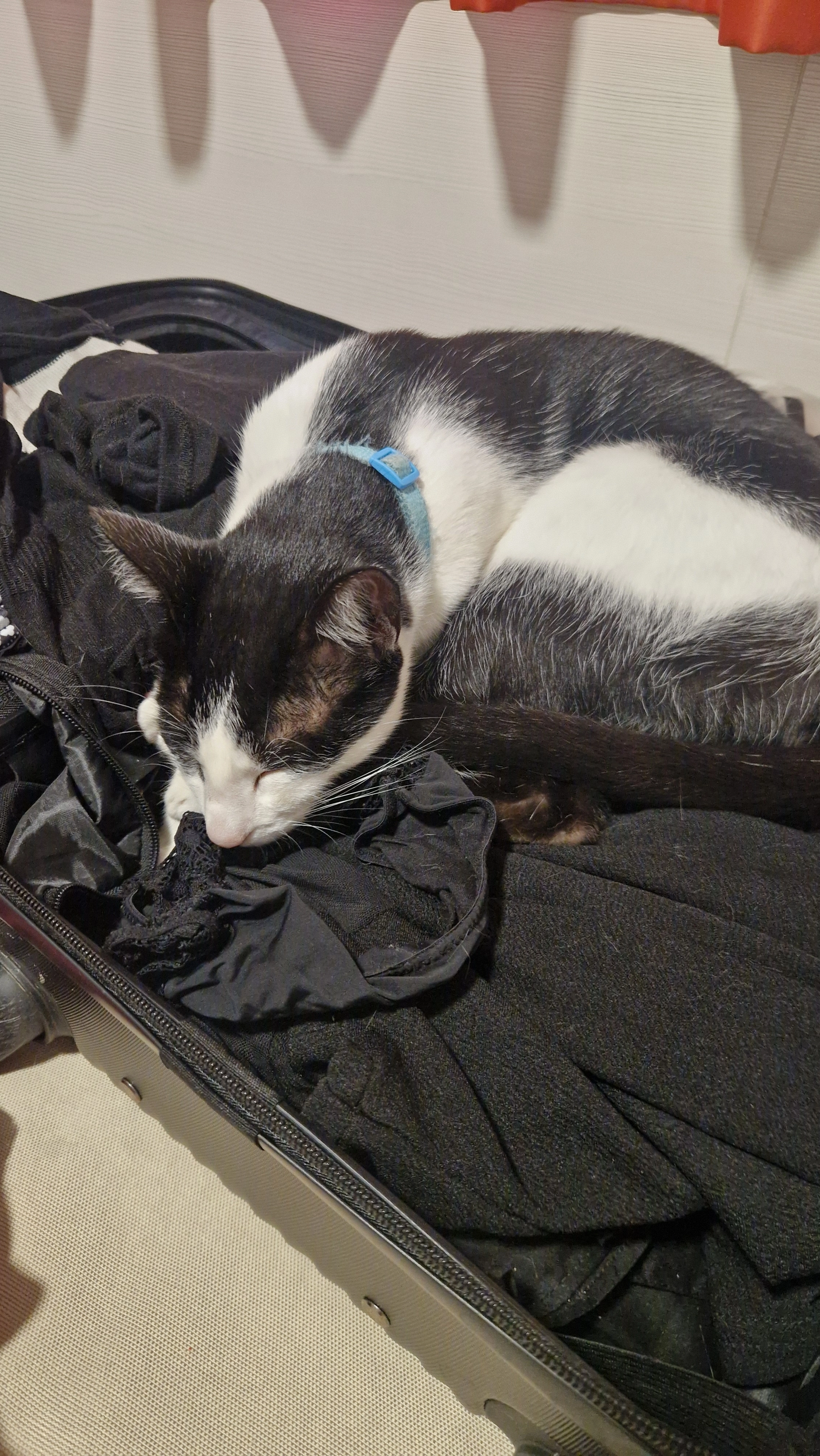 Luffy - Calle de Güell i Ferrer, Sabadell