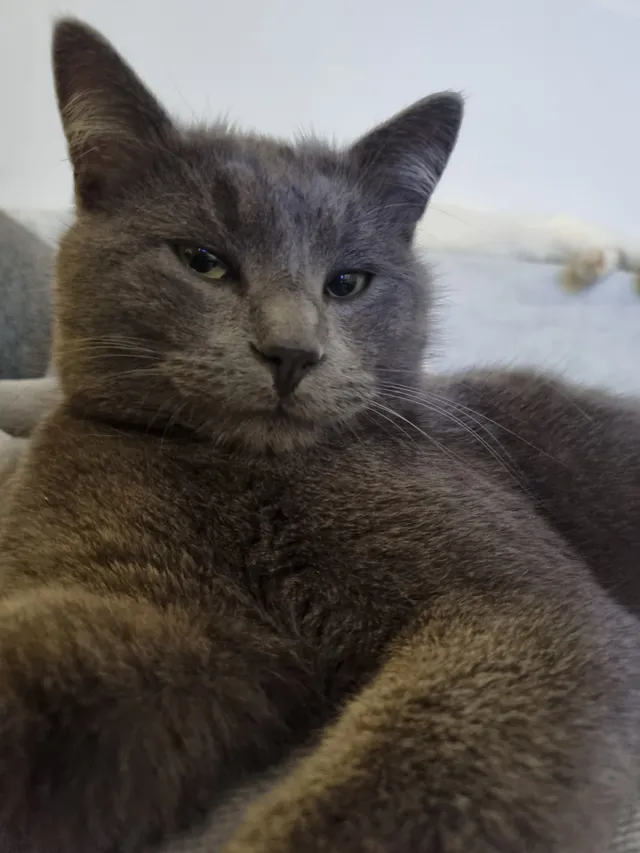 Smokey - Daring, Laufen