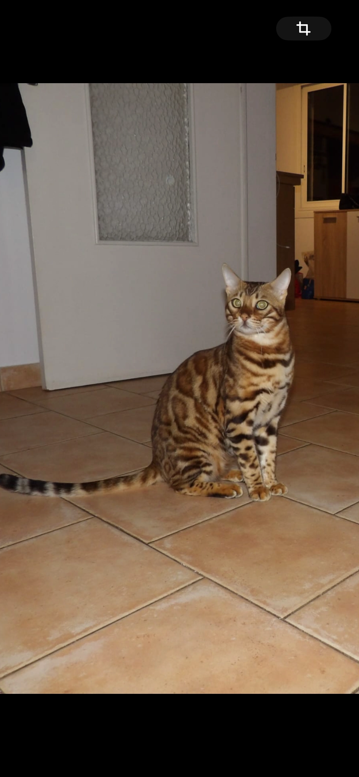 Koda - Avenue Des Pins, Mandelieu-la-Napoule