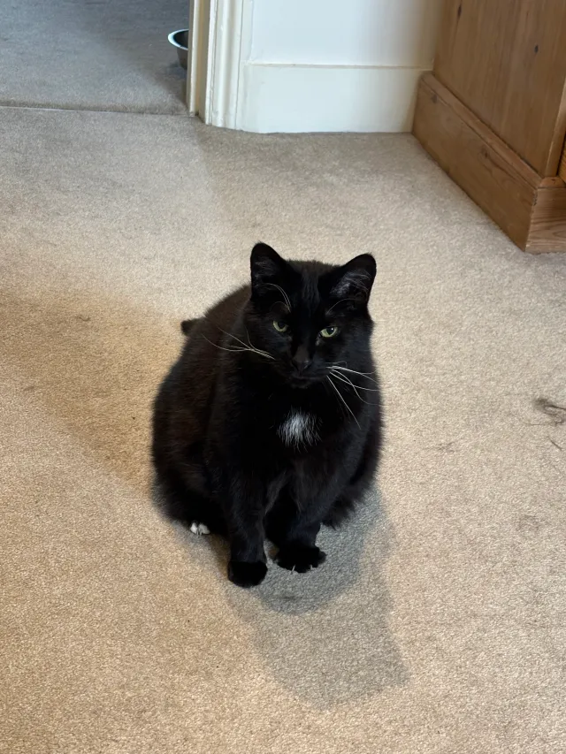Reggie - SE11 4, London