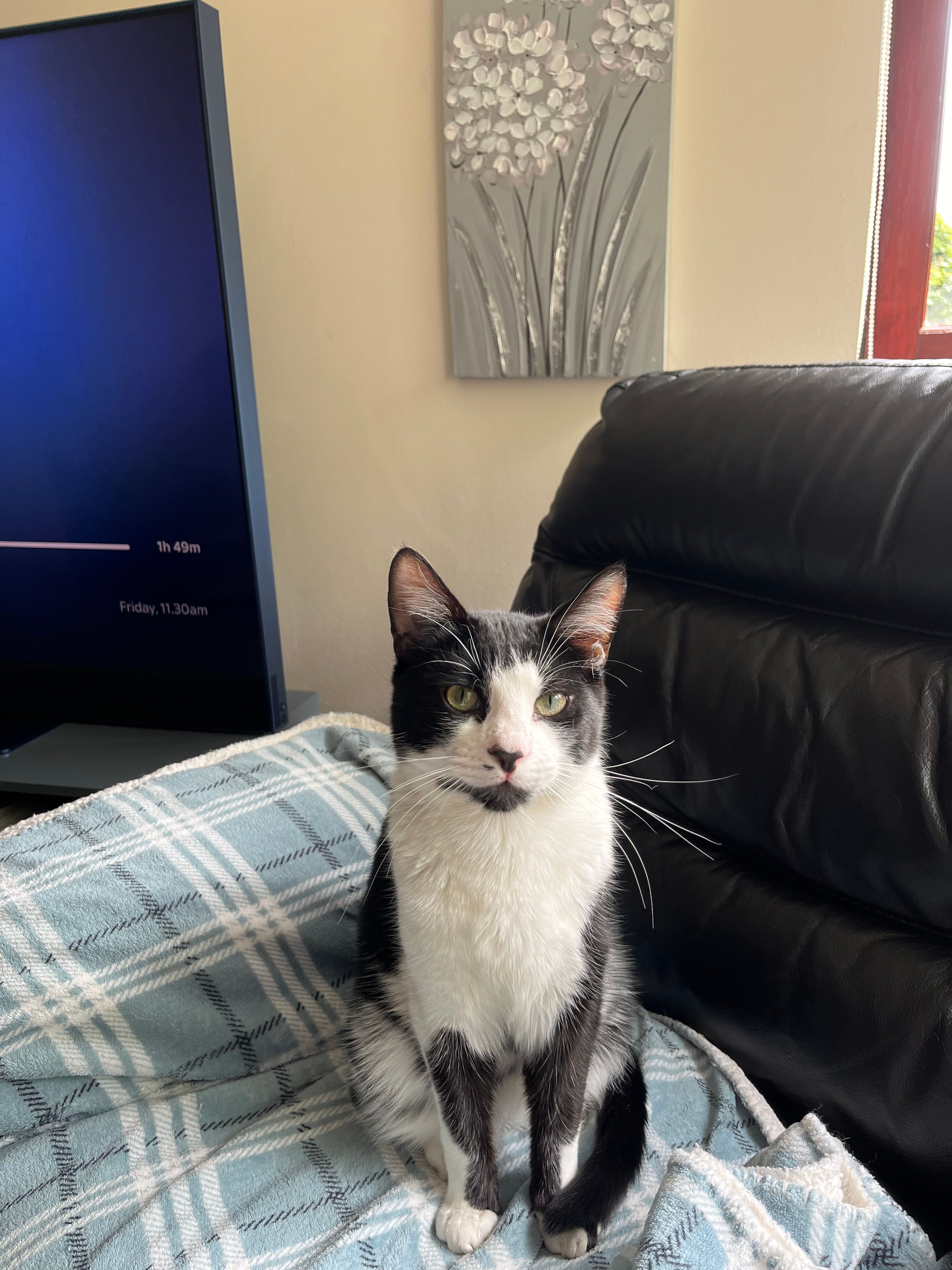 Tux - Stockethill Crescent, Aberdeen