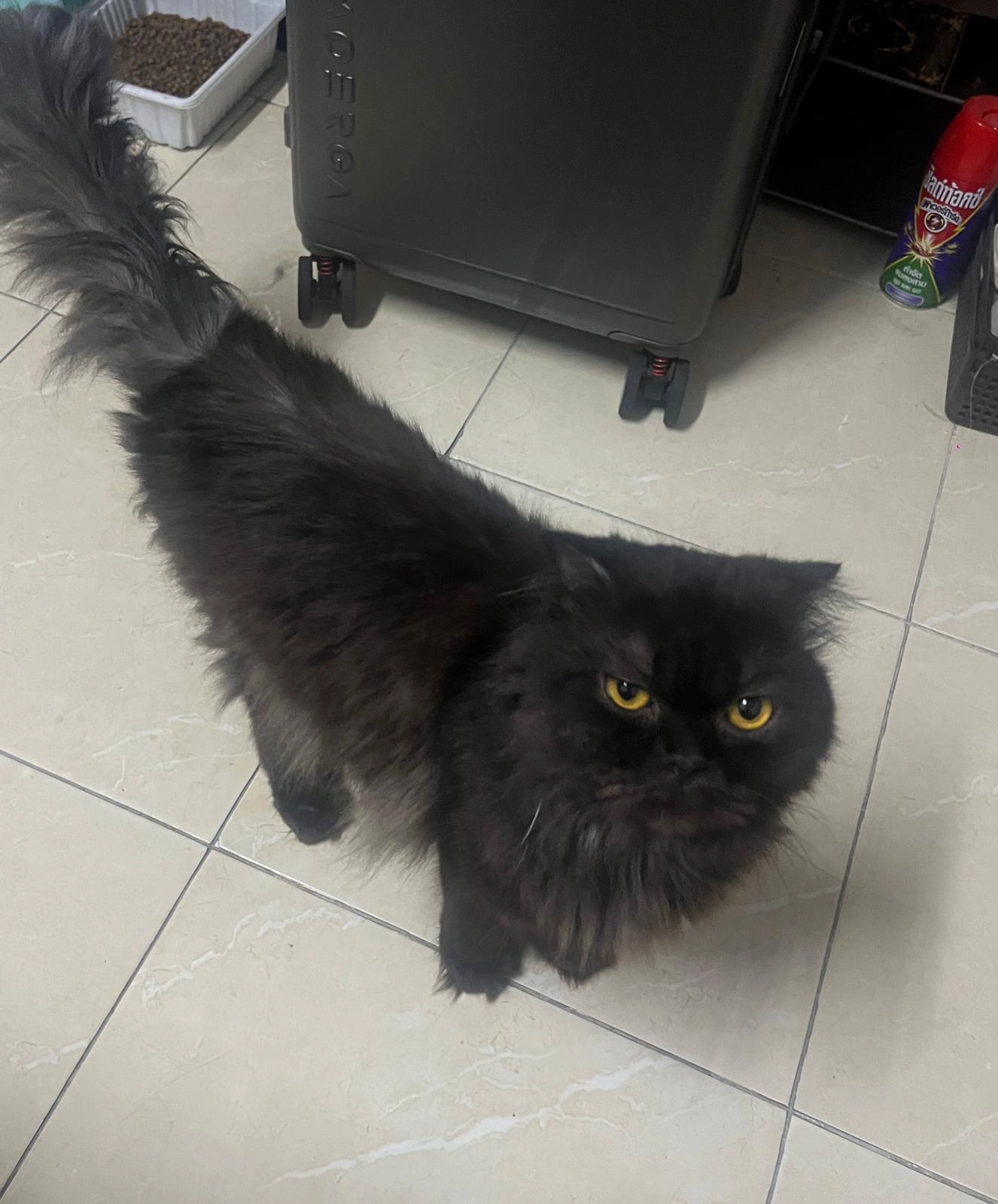 Coco - Soi Nakniwat 20, Lat Phrao