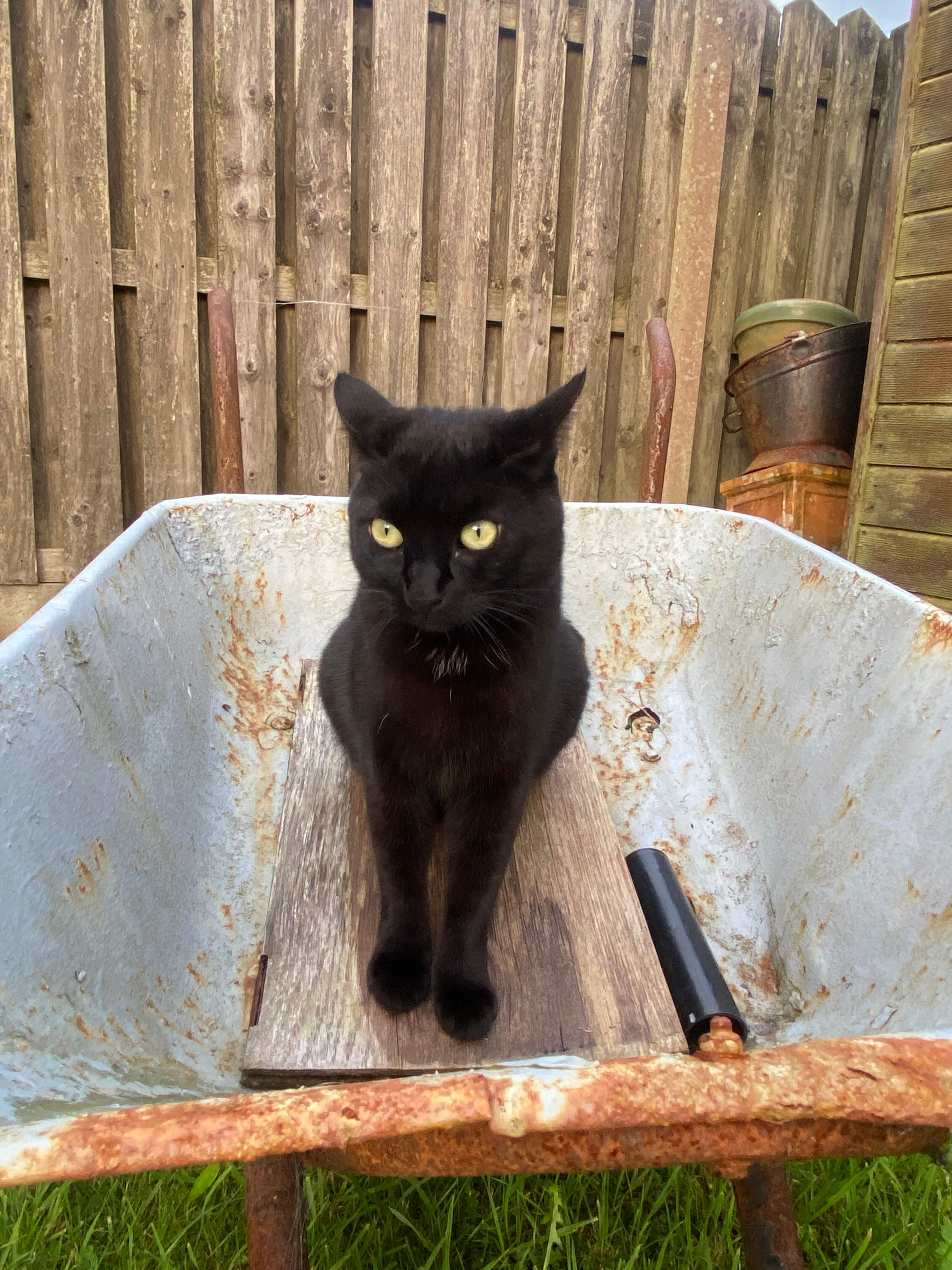 Winnie  - Bishops Field, Waterford