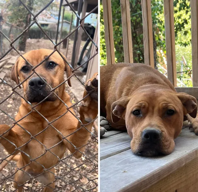 2 dogs rosy and daisy - Elmwood Avenue, Kansas City
