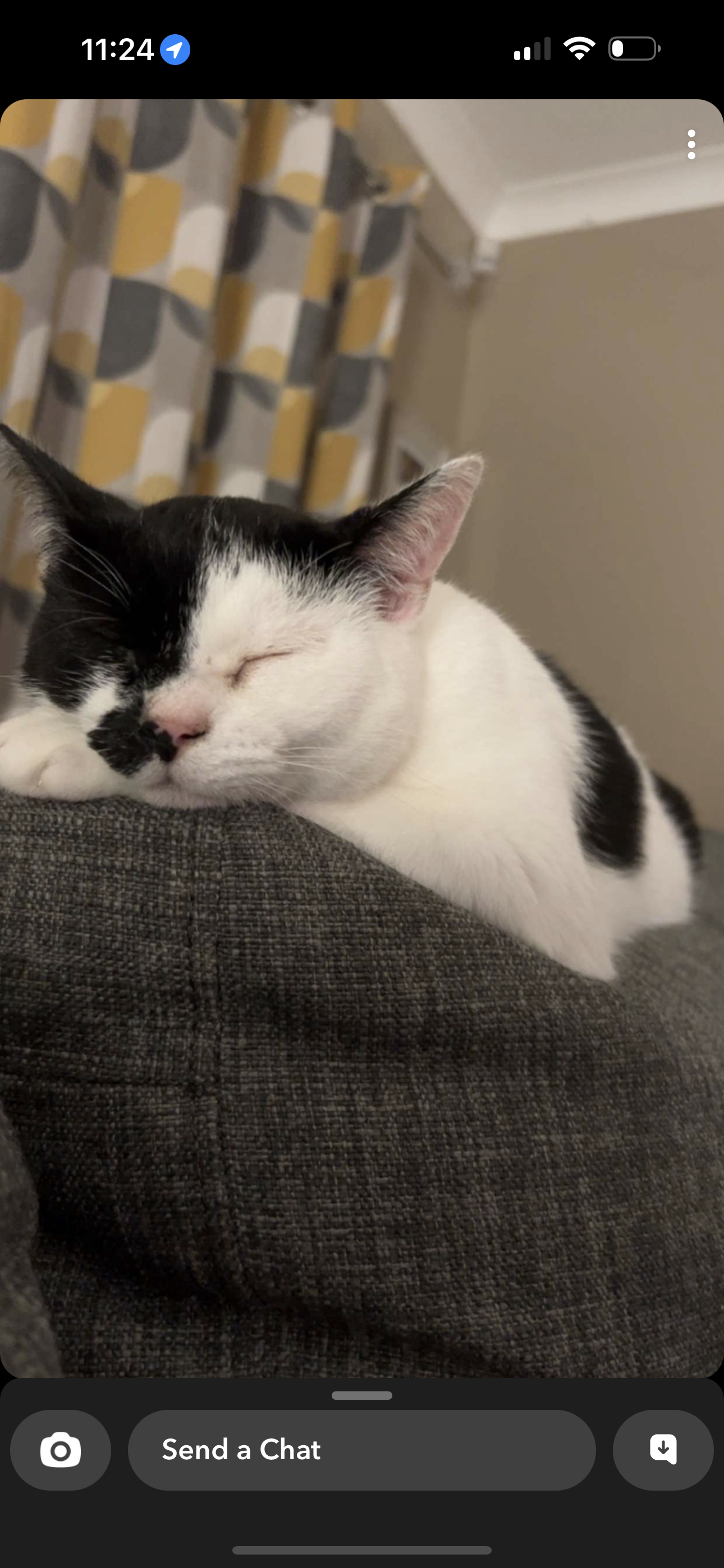 Rosie - Tollerford Road, Poole