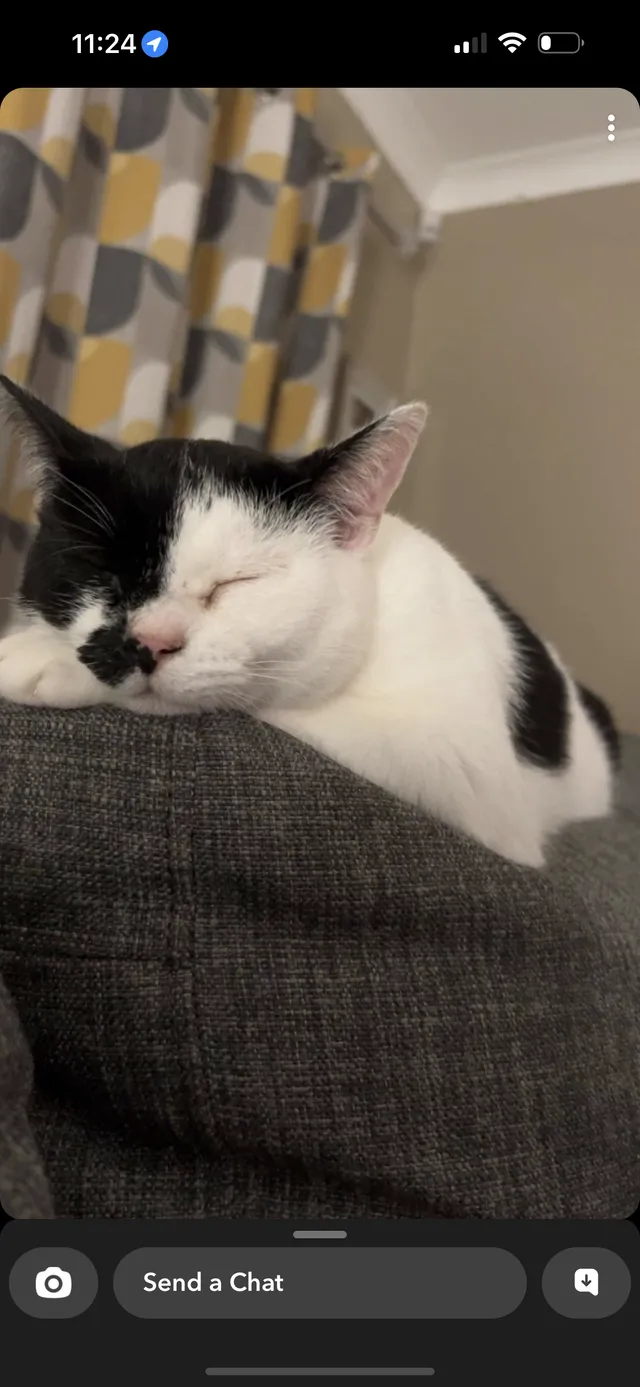 Rosie - Tollerford Road, Poole