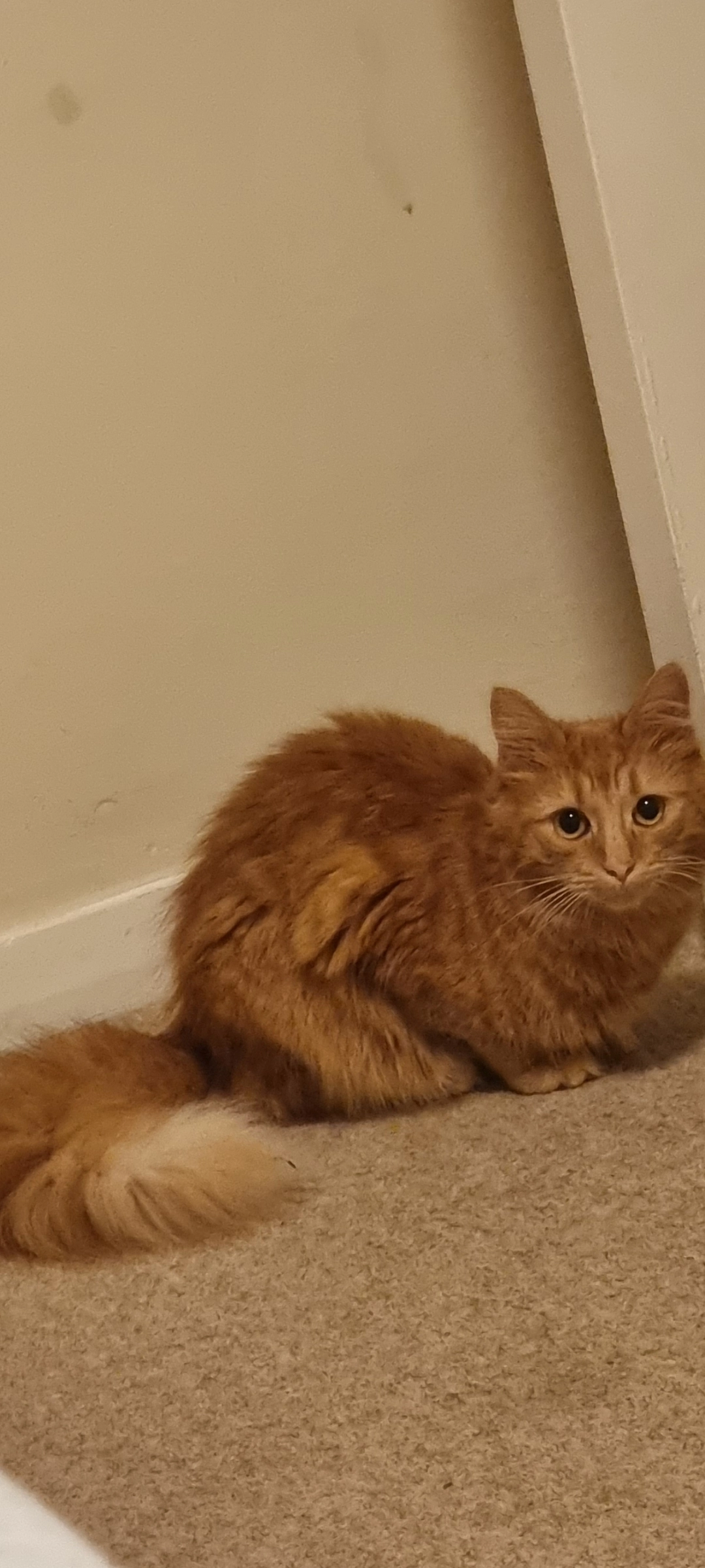 Miuzet - BA1 6, Bath