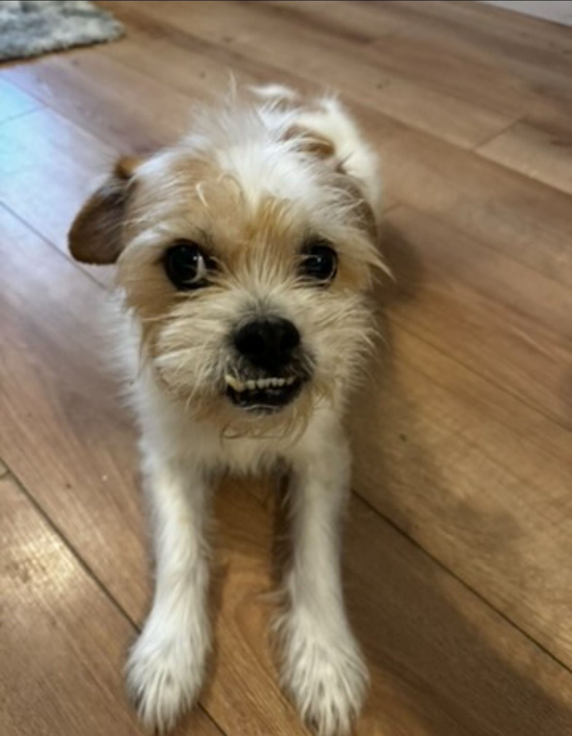 Buster - Grey Lady Place, Billericay