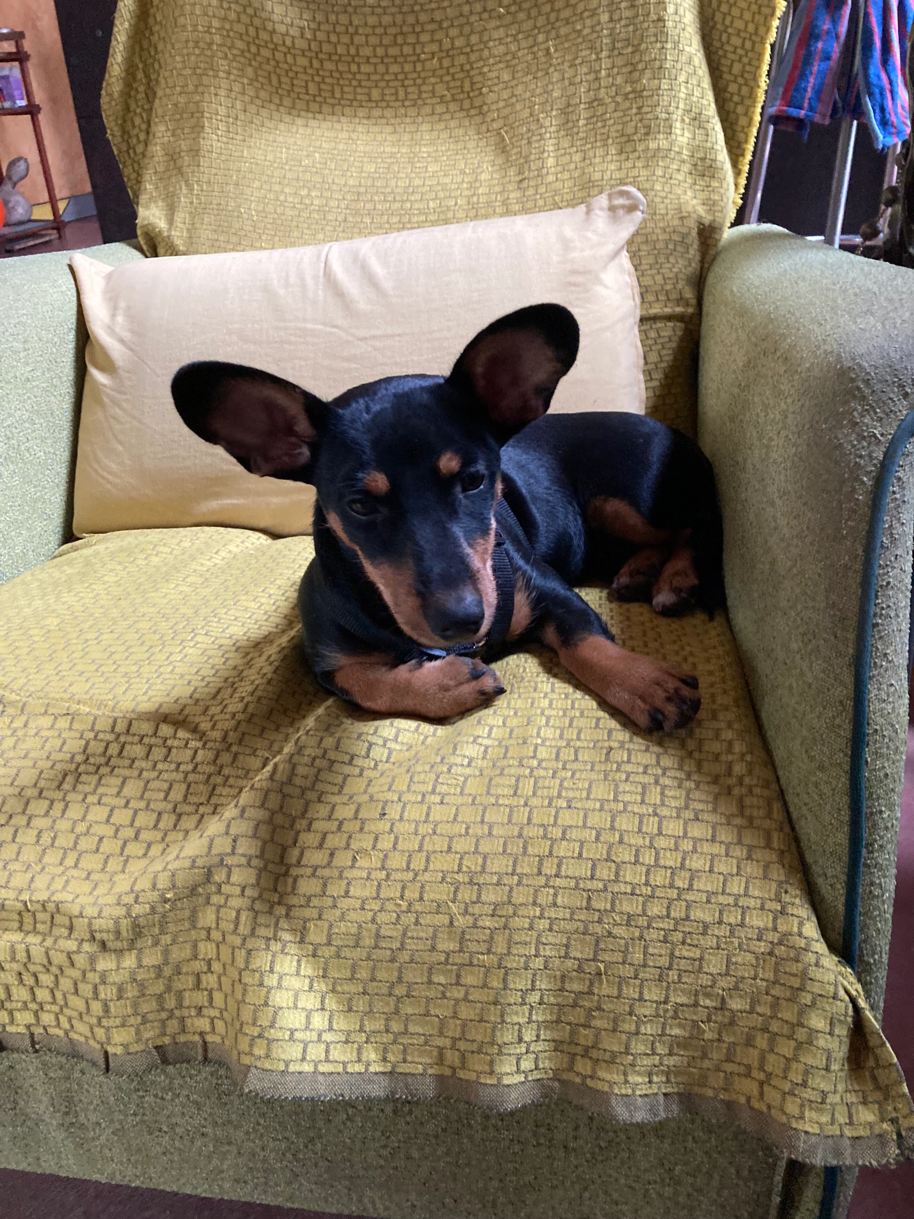 Pépette - 31620, Fronton