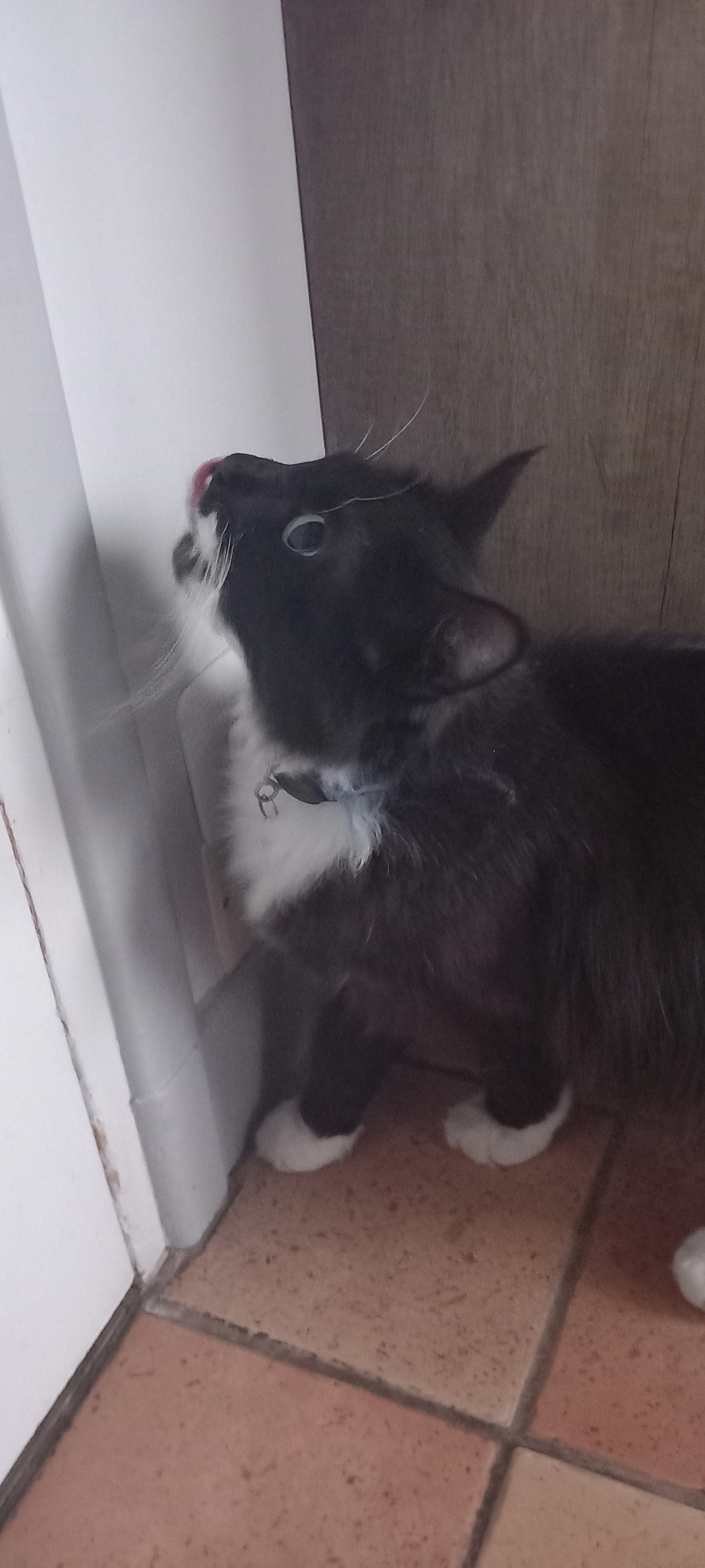 Mademoiselle  - 8 Allée des Marronniers, Bourges