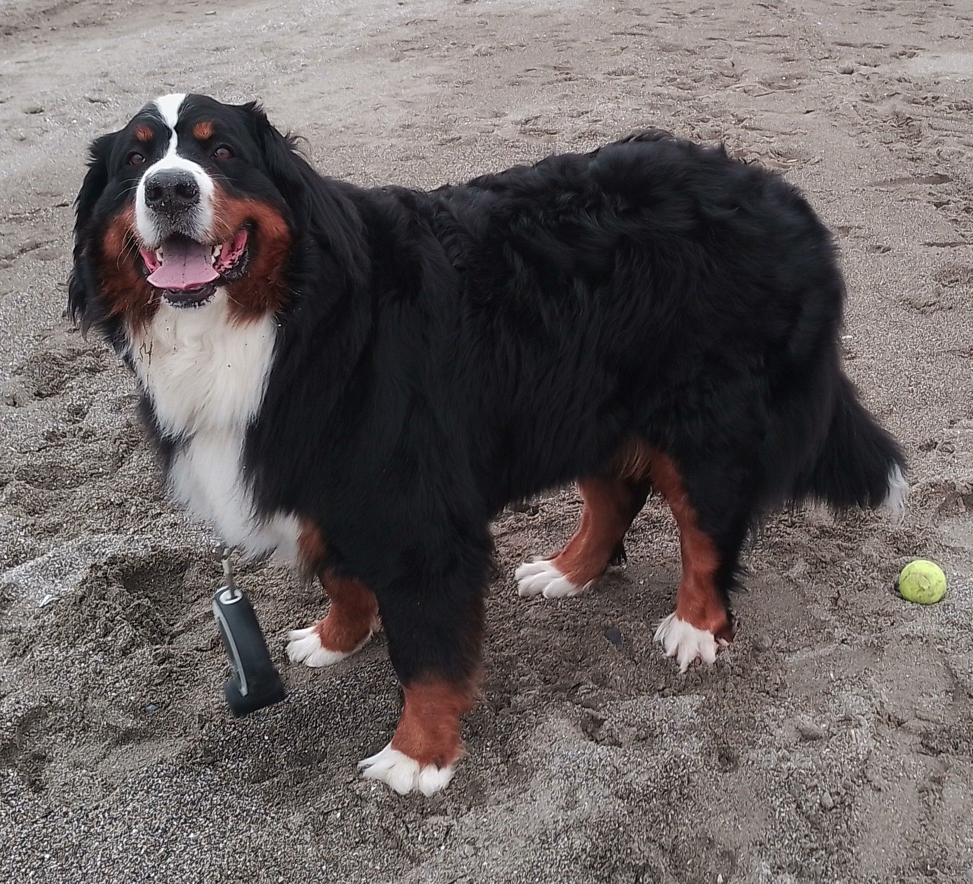 Belle - Calle Cristòbal De Morales, Manilva