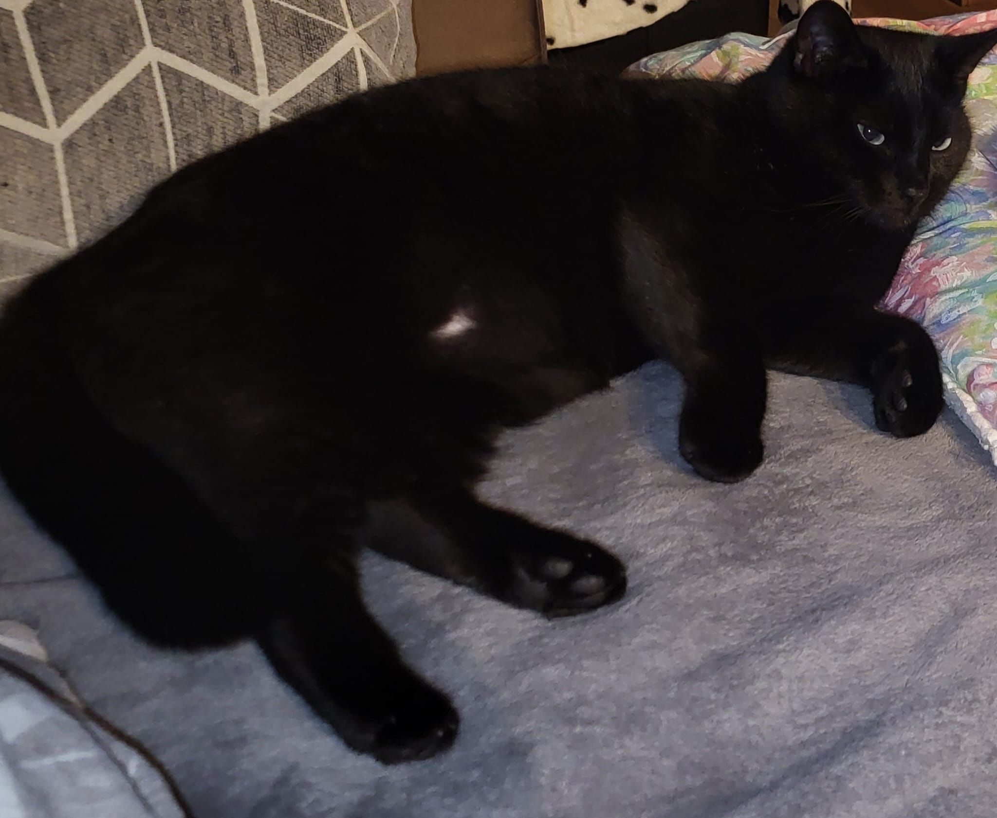 Zayane - 32 Route de la Pierre Percée, Morbier