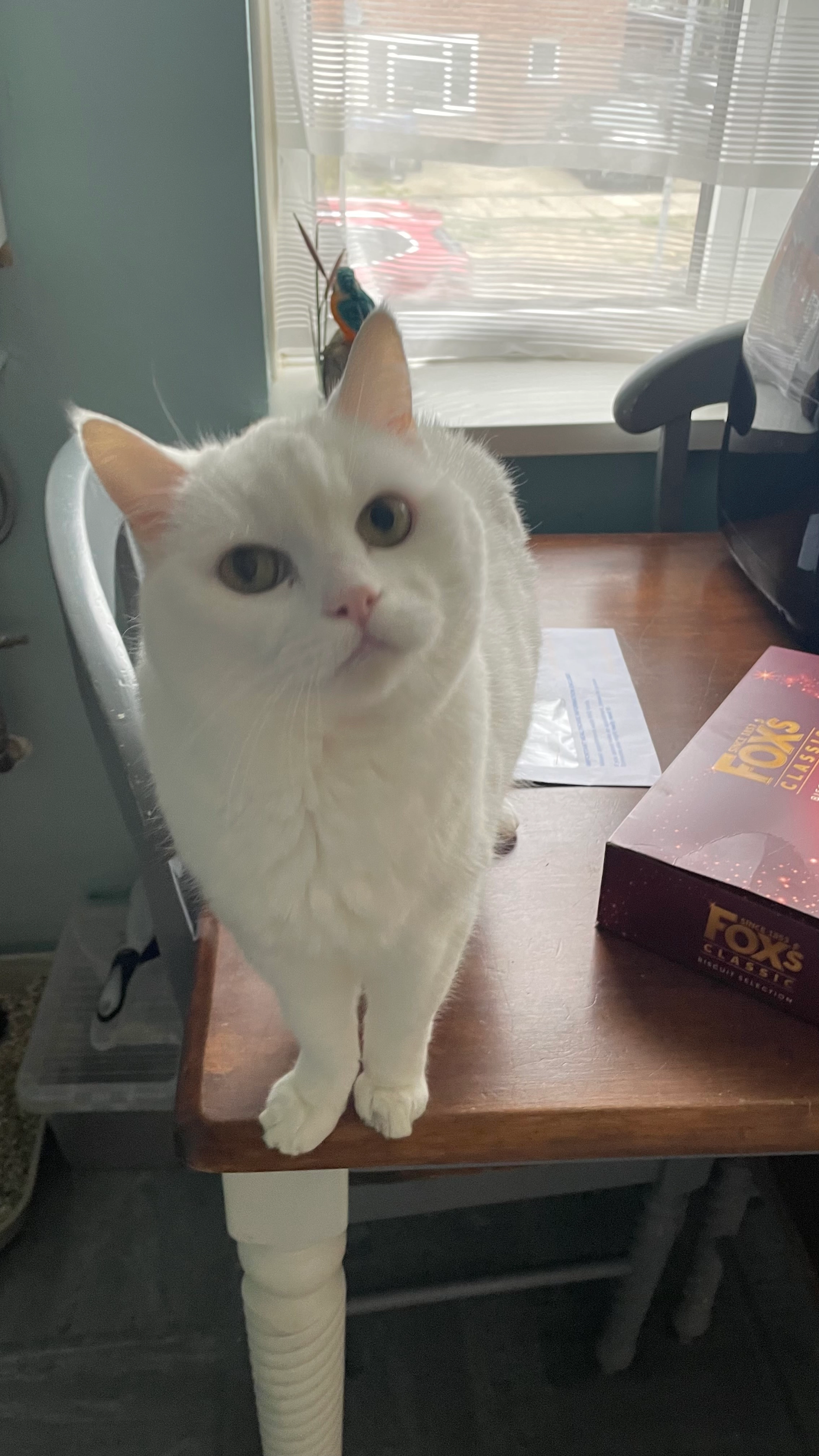 Molly - Spenser Road, Ipswich