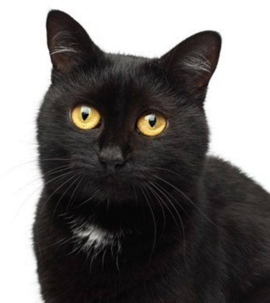 Polly - Laerbachwiesen, Melle