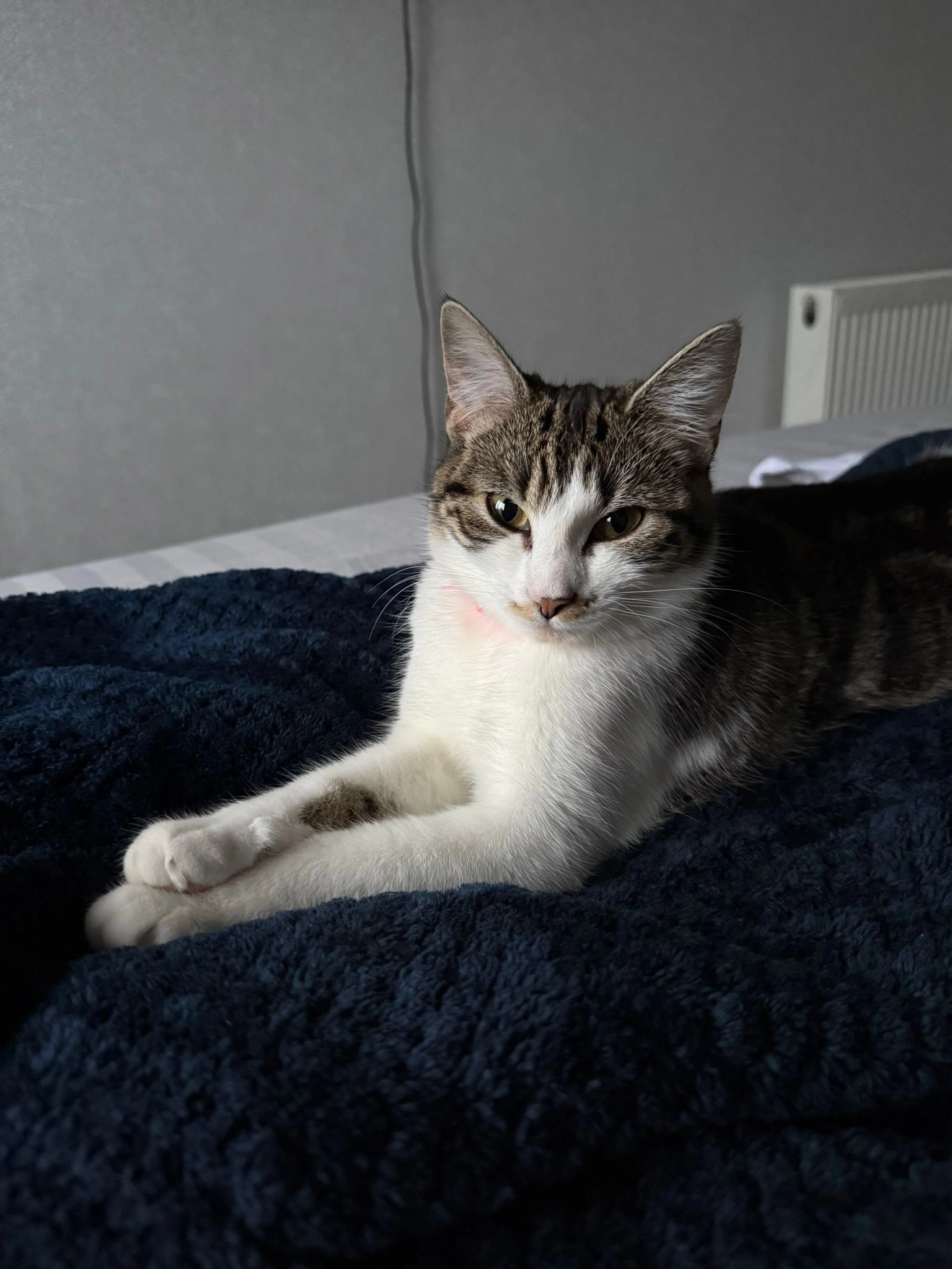 Porro - Alder Grove, Dunfermline