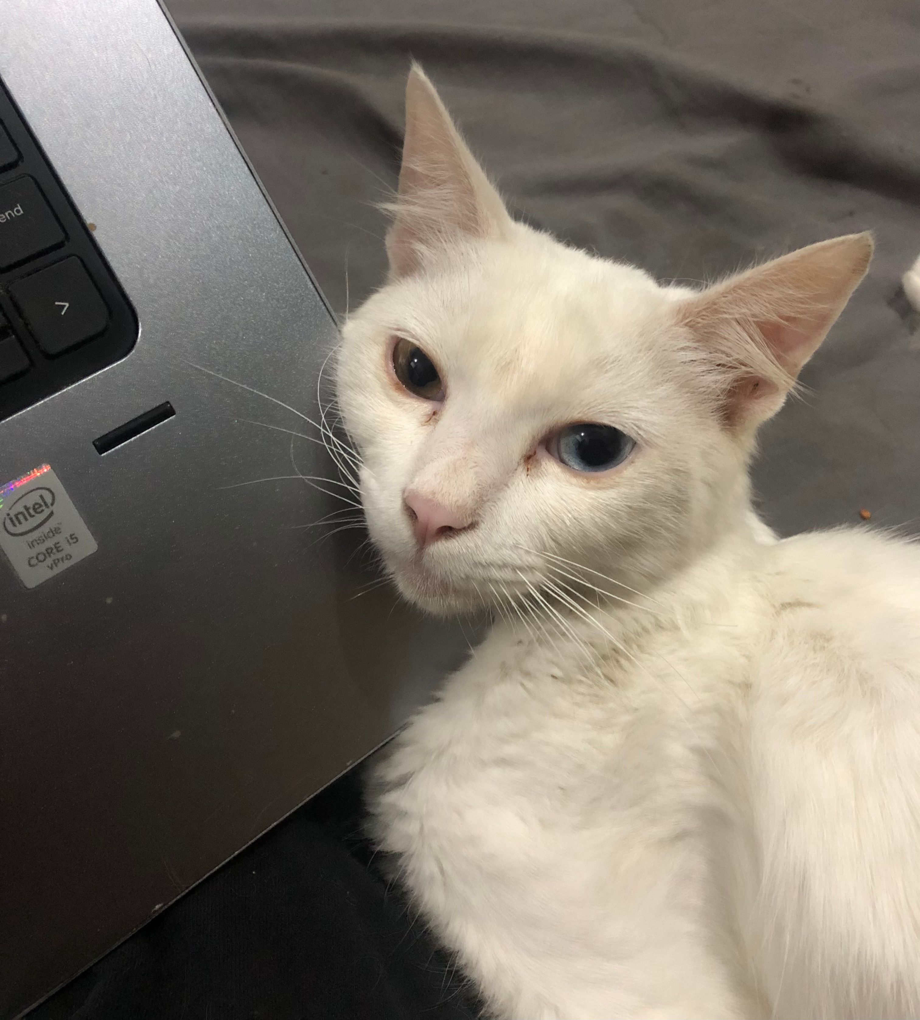 Zoro - Korangi, Karachi